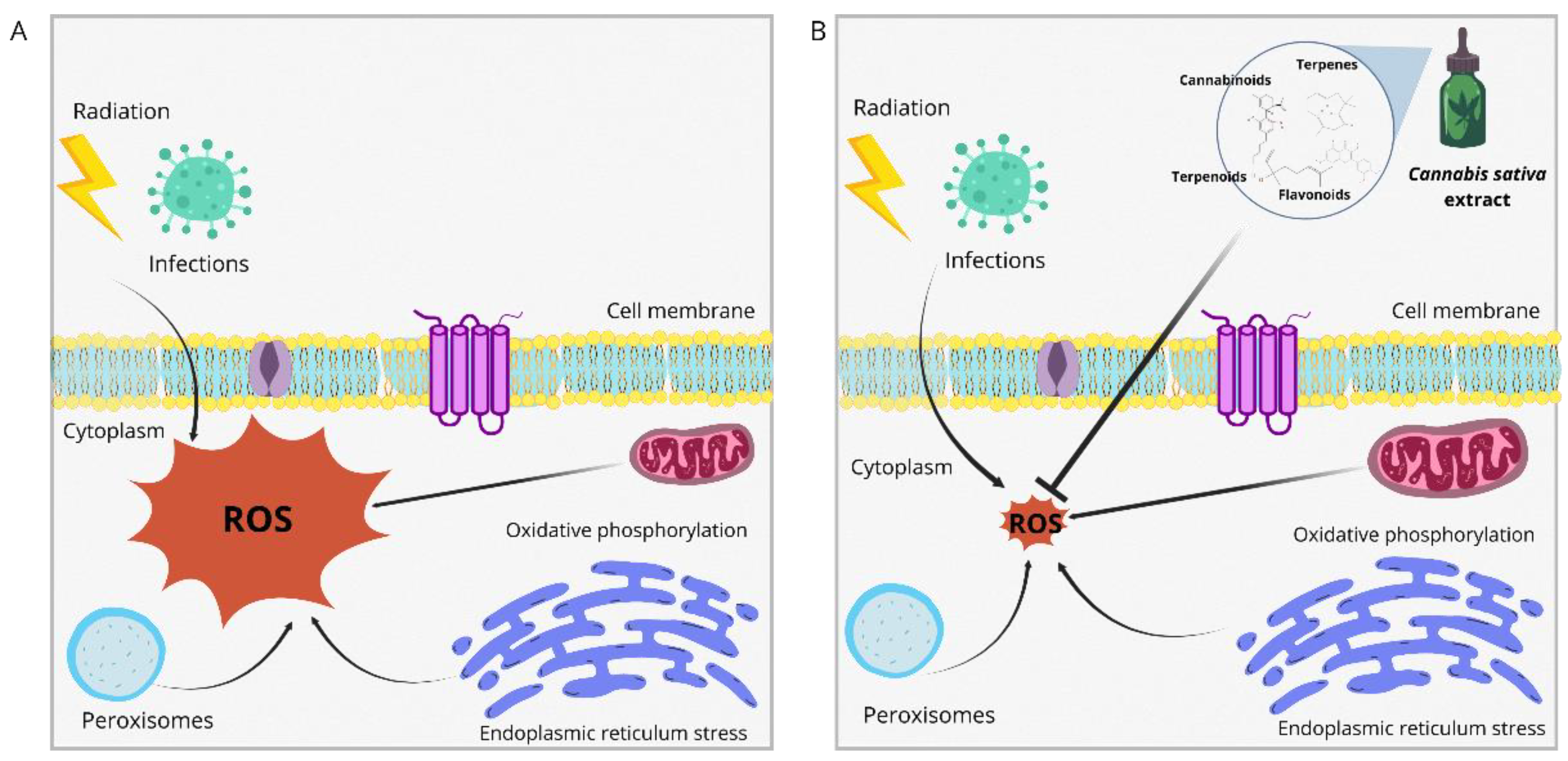 Biotech 13 00053 g004