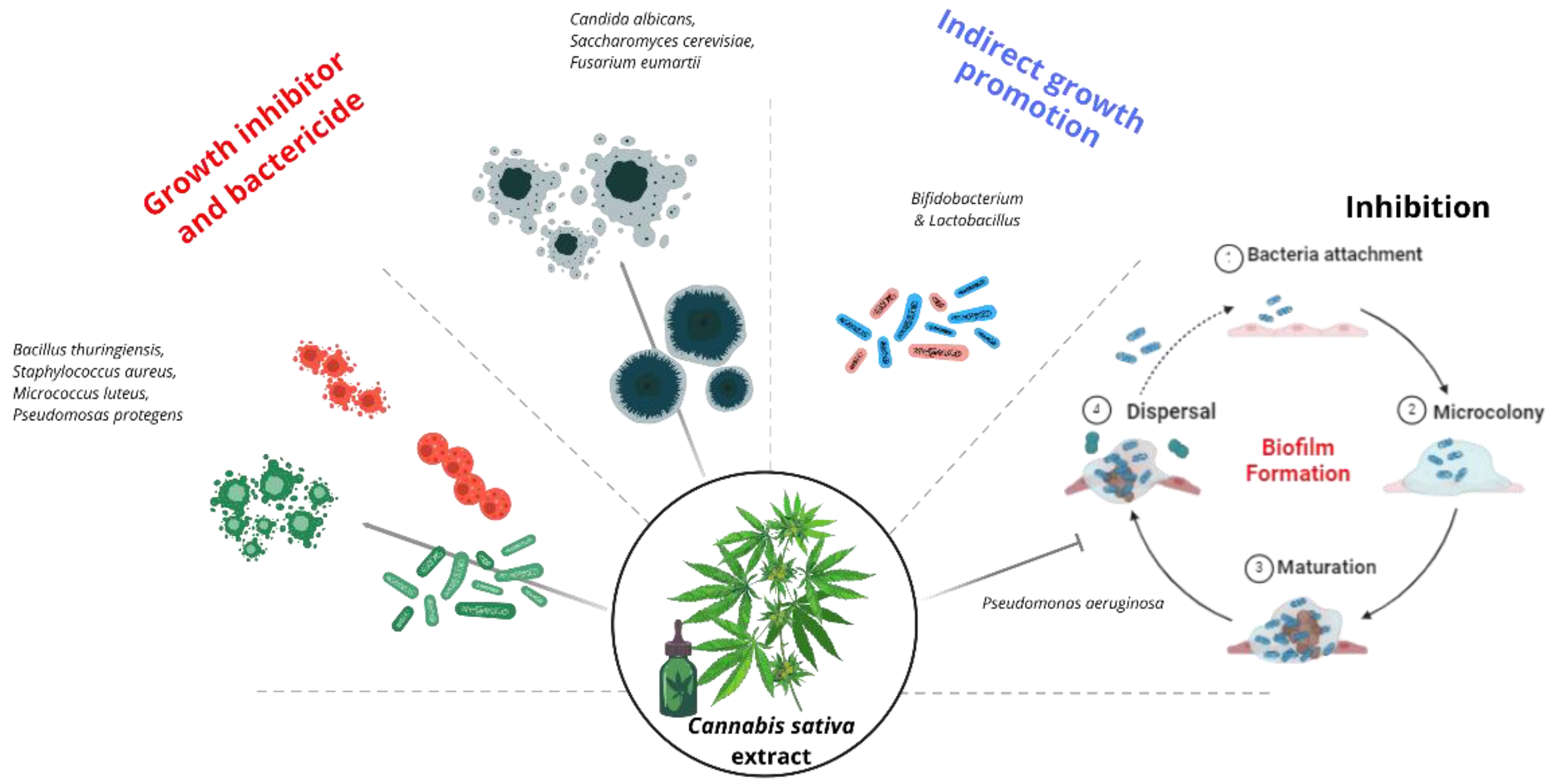 Biotech 13 00053 g005