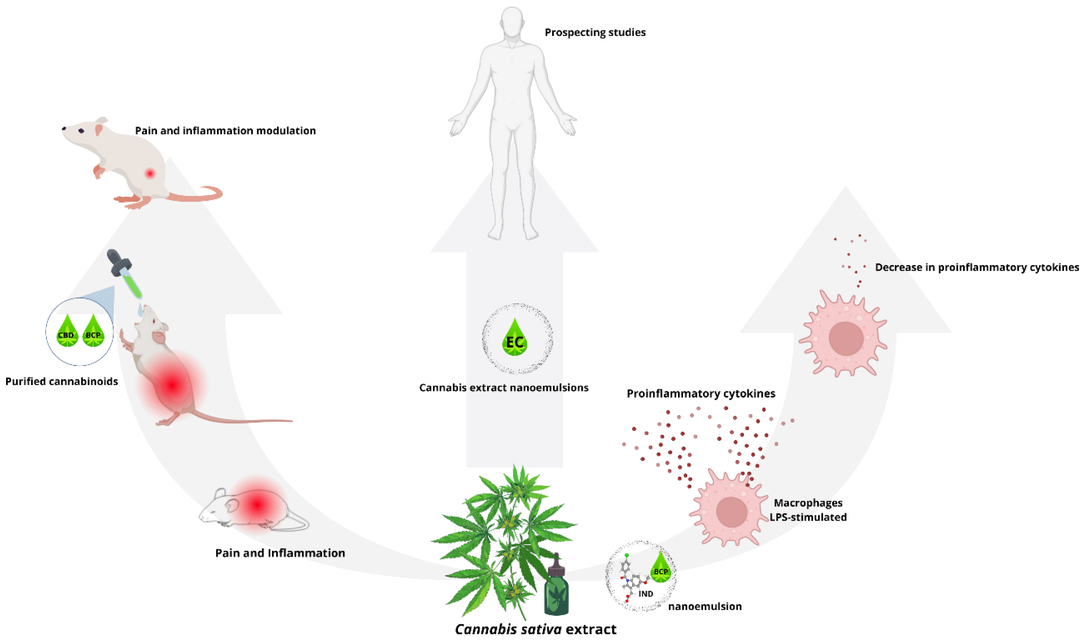 Biotech 13 00053 g006
