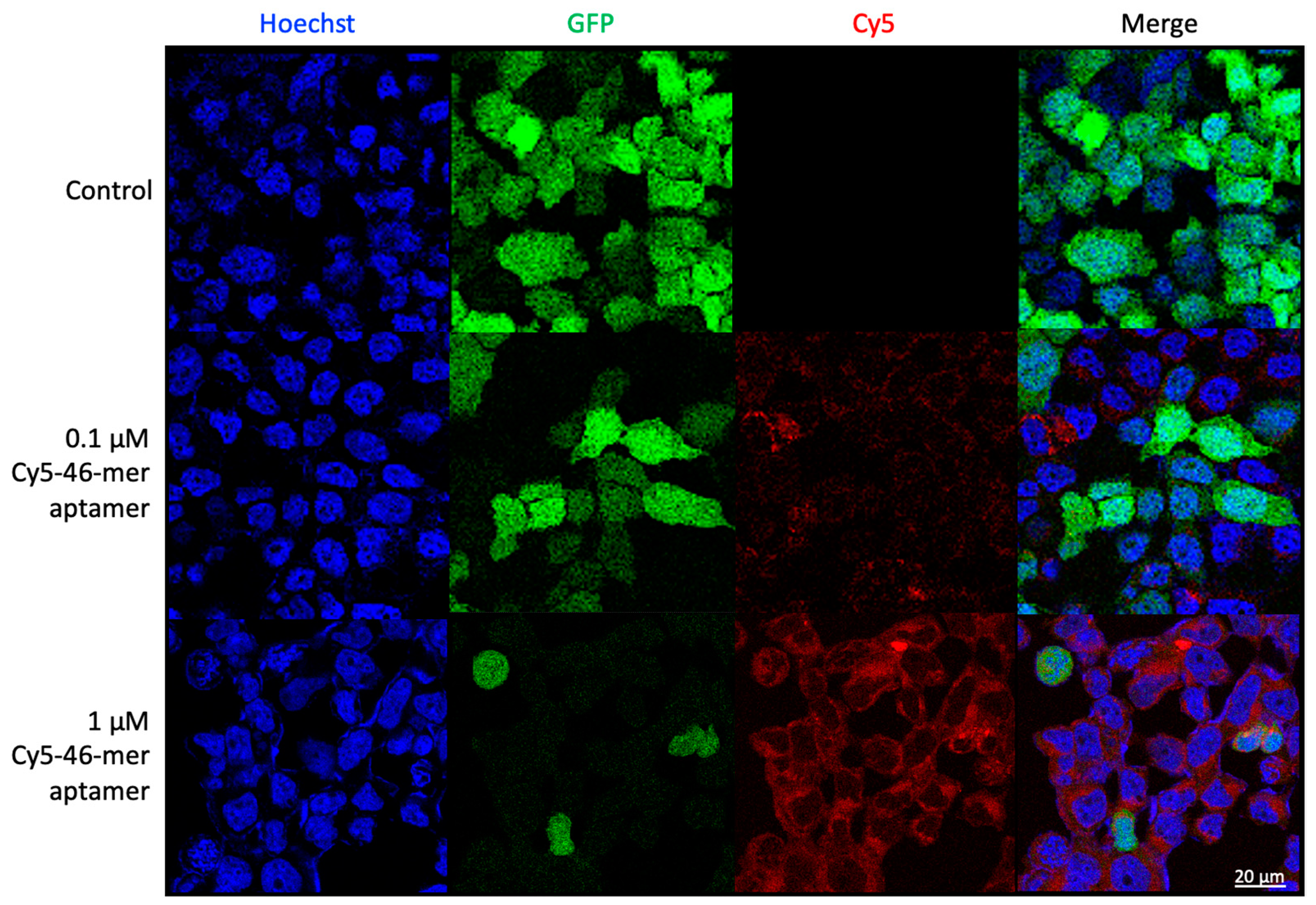 Biotech 14 00020 g007