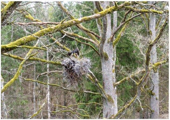 Birds Free Full Text Ten Principles for Bird Friendly Forestry