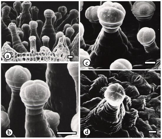 File:Trichomes under a microscope.jpg - Wikimedia Commons