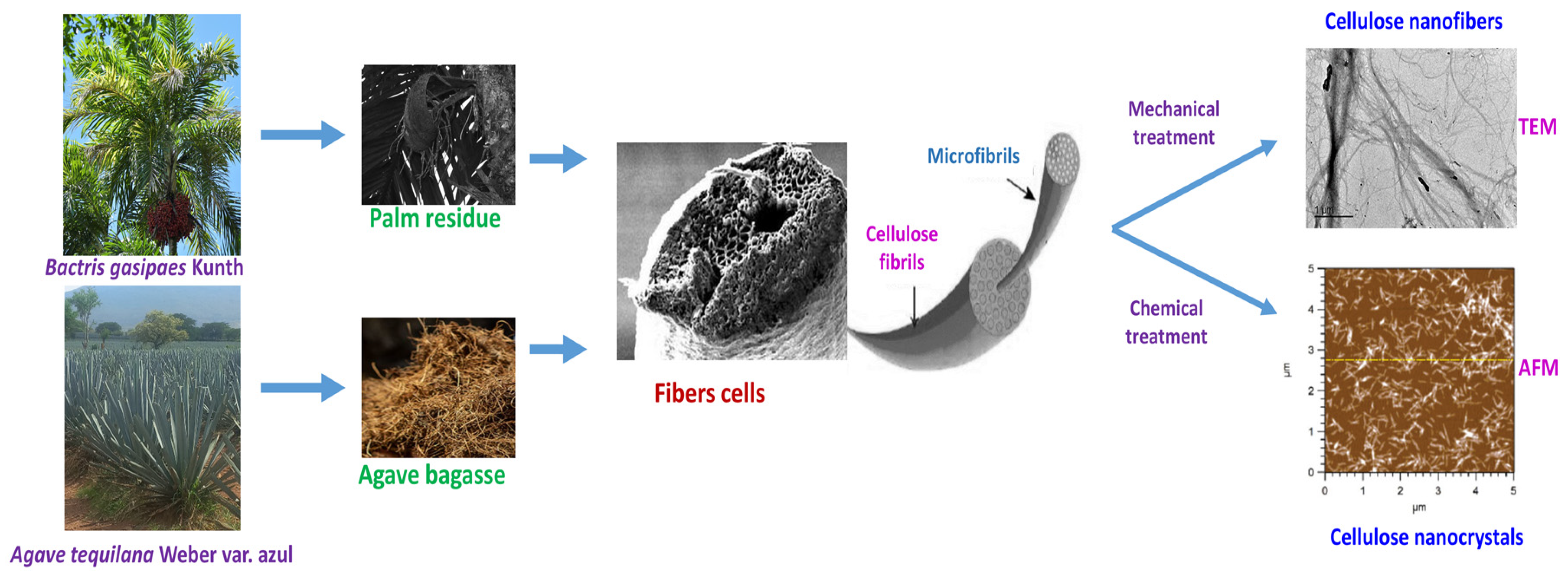 Nano Cellulose Vehicle highlights potential of plants, News