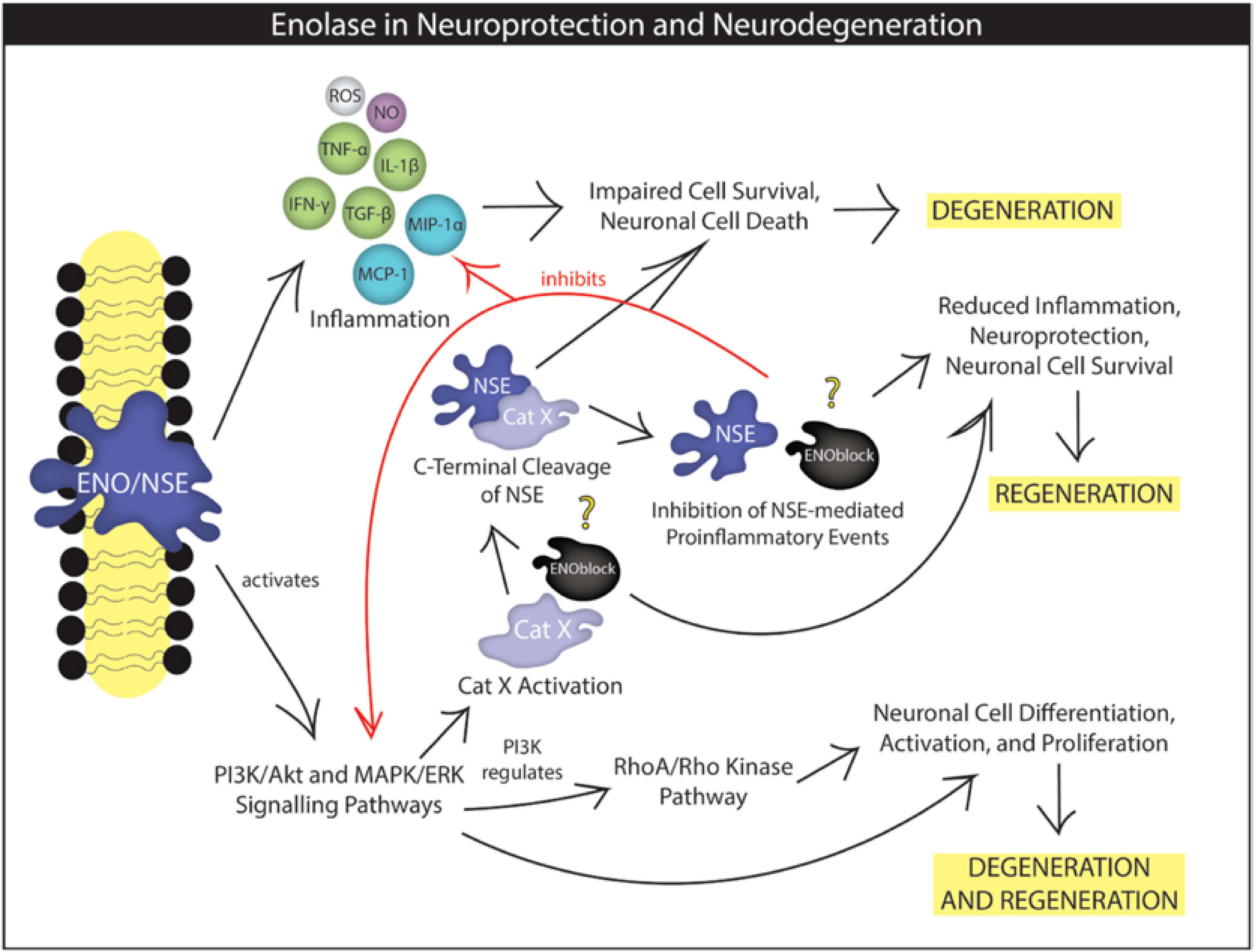 Brain Sciences | Free Full-Text | New Insights into the Role of  Neuron-Specific Enolase in Neuro-Inflammation, Neurodegeneration, and  Neuroprotection