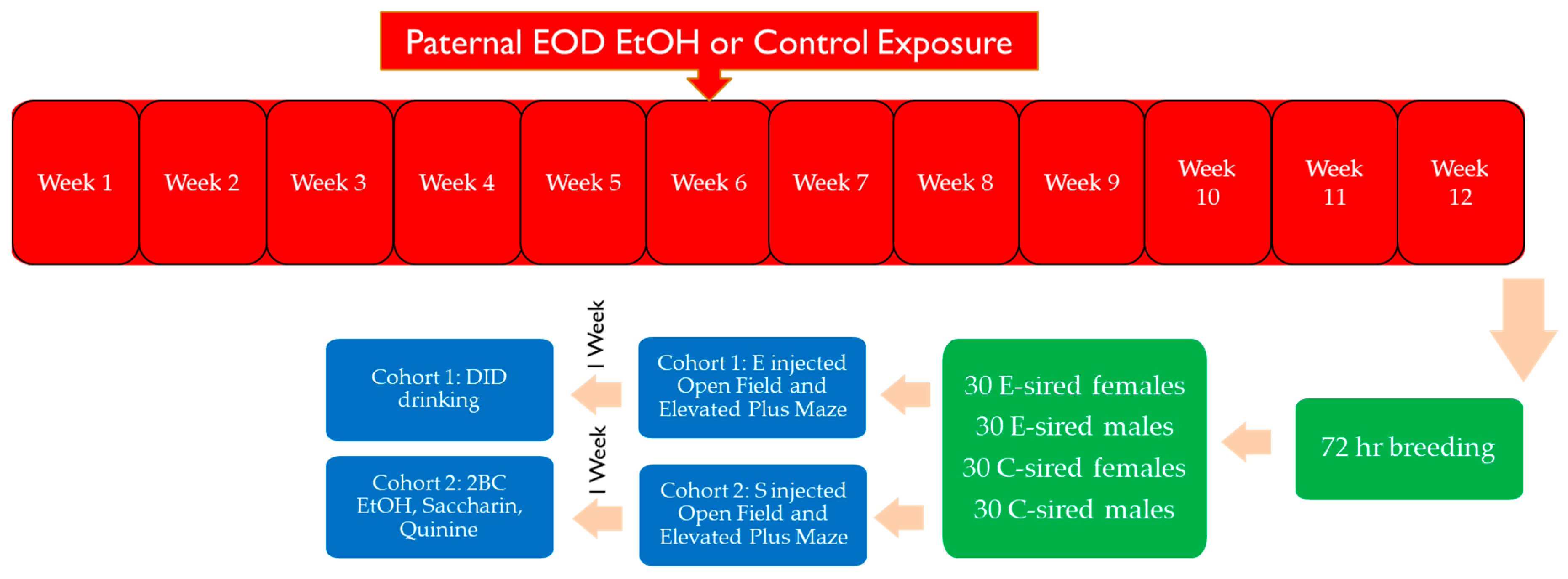 Voluntary and forced exposure to ethanol vapor produces similar