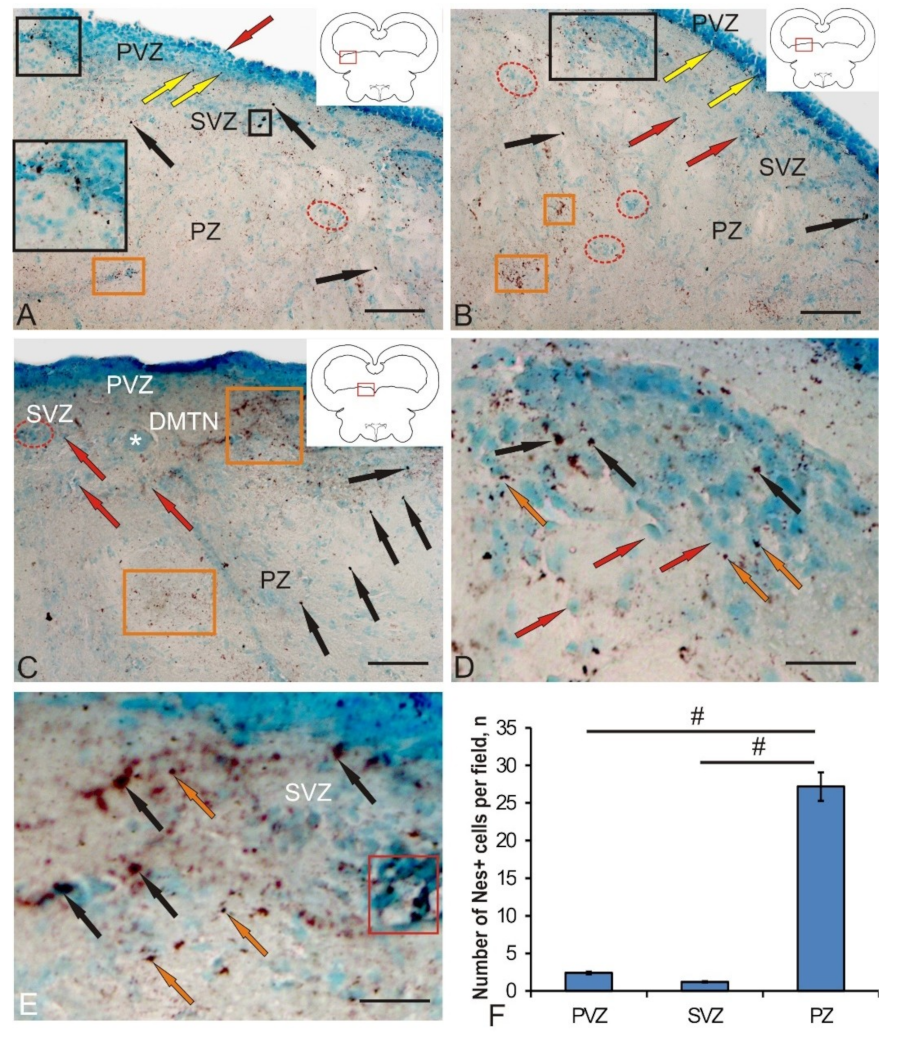 Brainsci 10 00065 g003