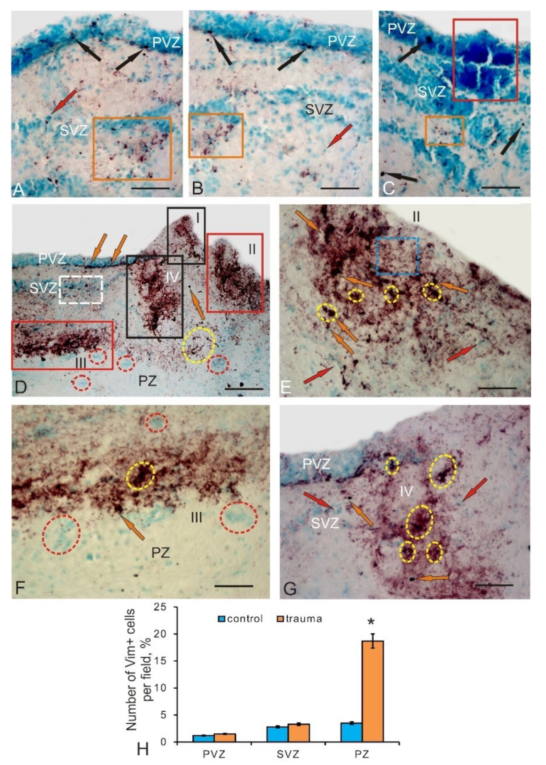 Brainsci 10 00065 g006
