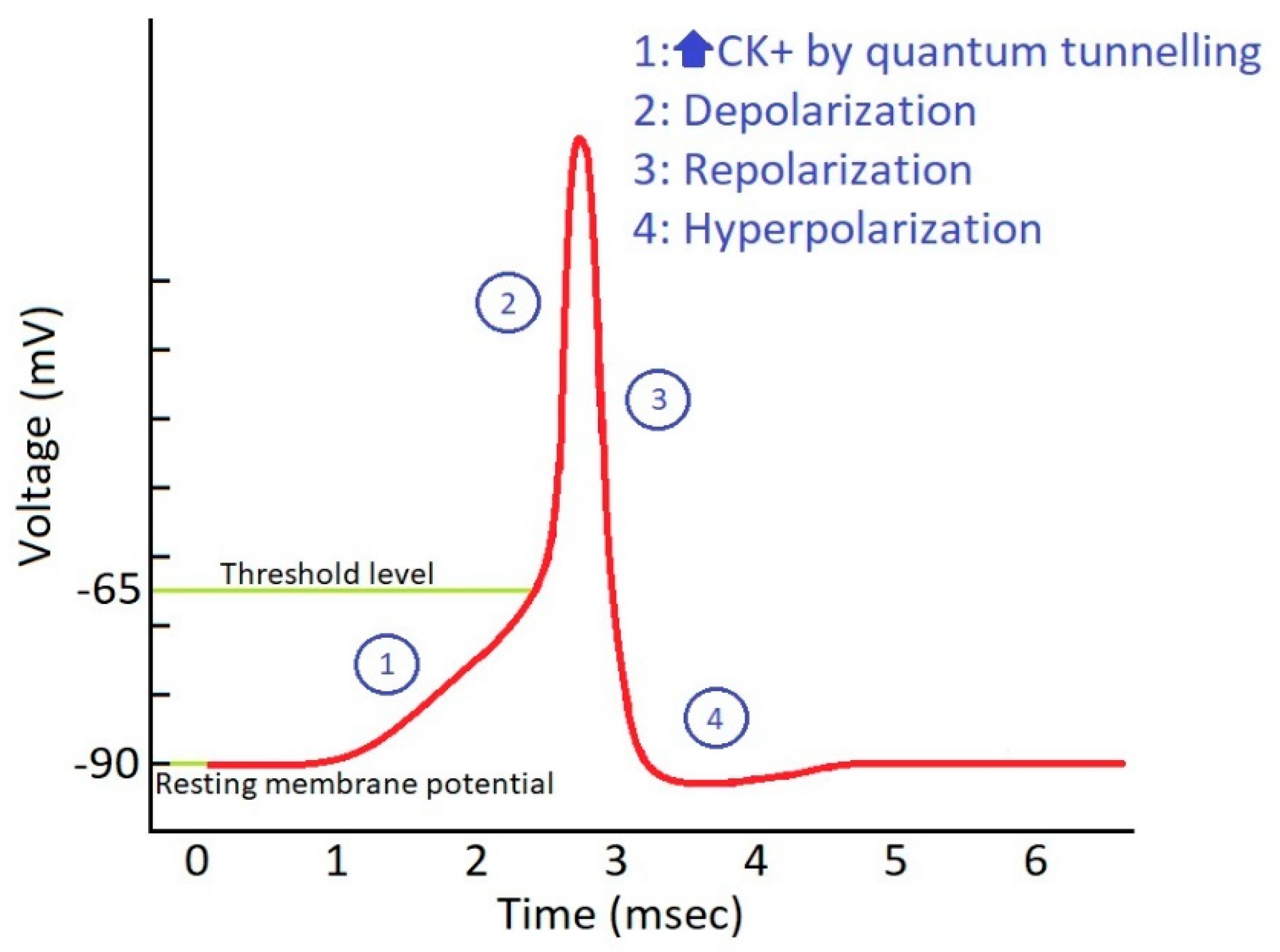 Brainsci 10 00241 g001