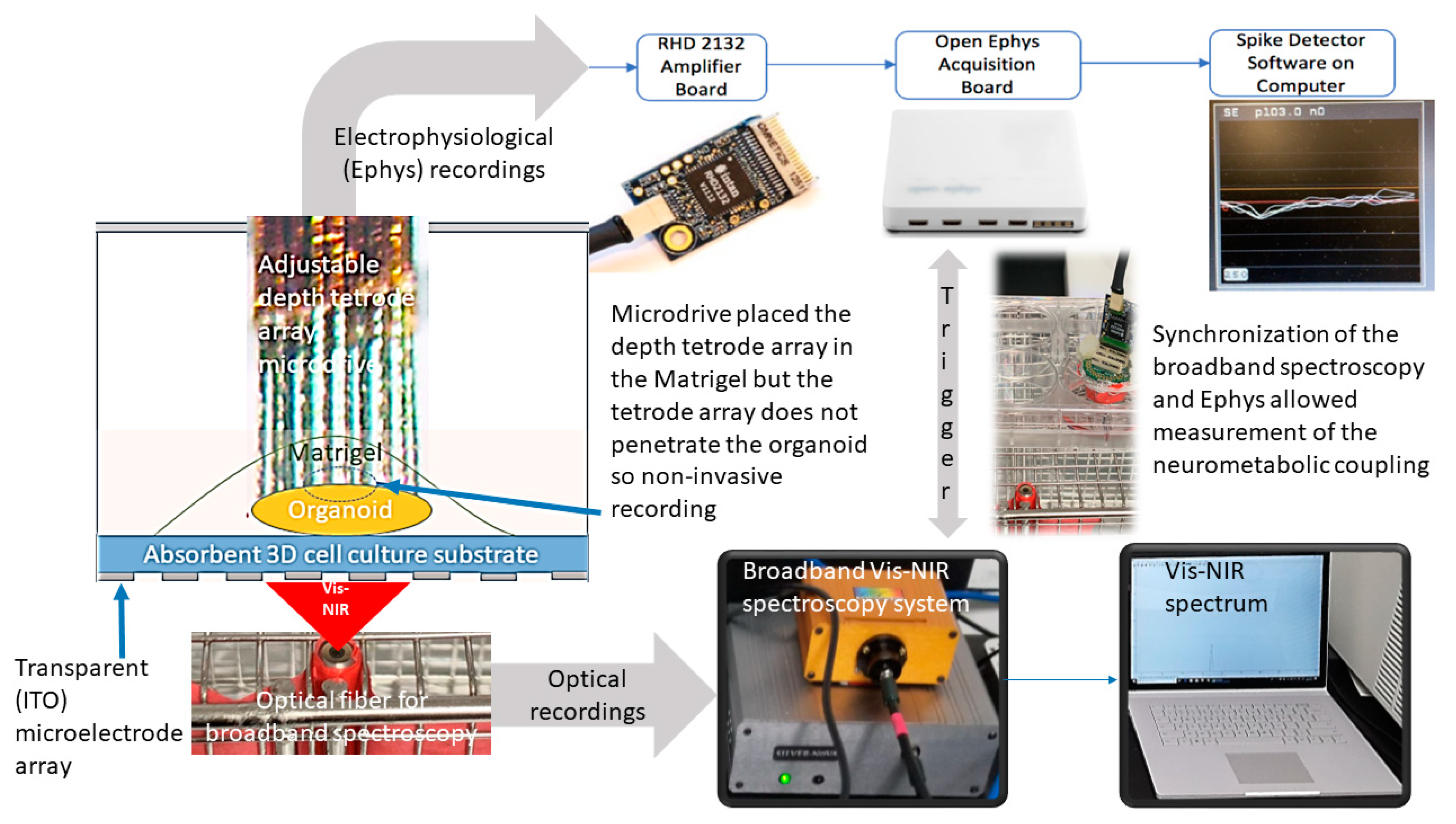 Brainsci 10 00277 g001