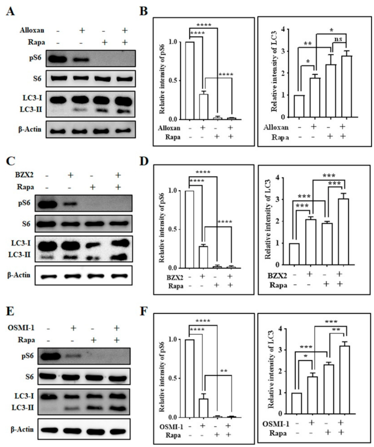 Pharmacological Inhibition of O-GlcNAcase Enhances Autophagy in