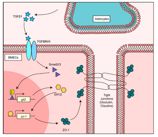 Brain Sciences | Free Full-Text | Astrocyte-Derived TGFβ1