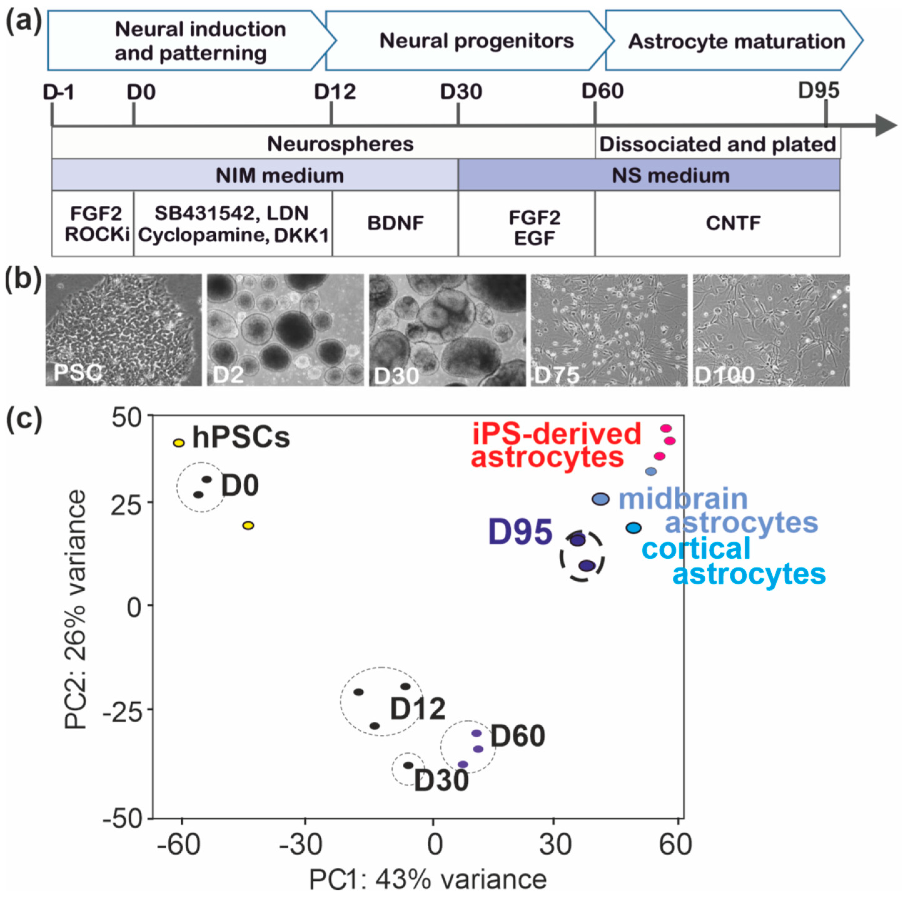 Brainsci 11 00209 g001 Brainsci 11 00209 g001