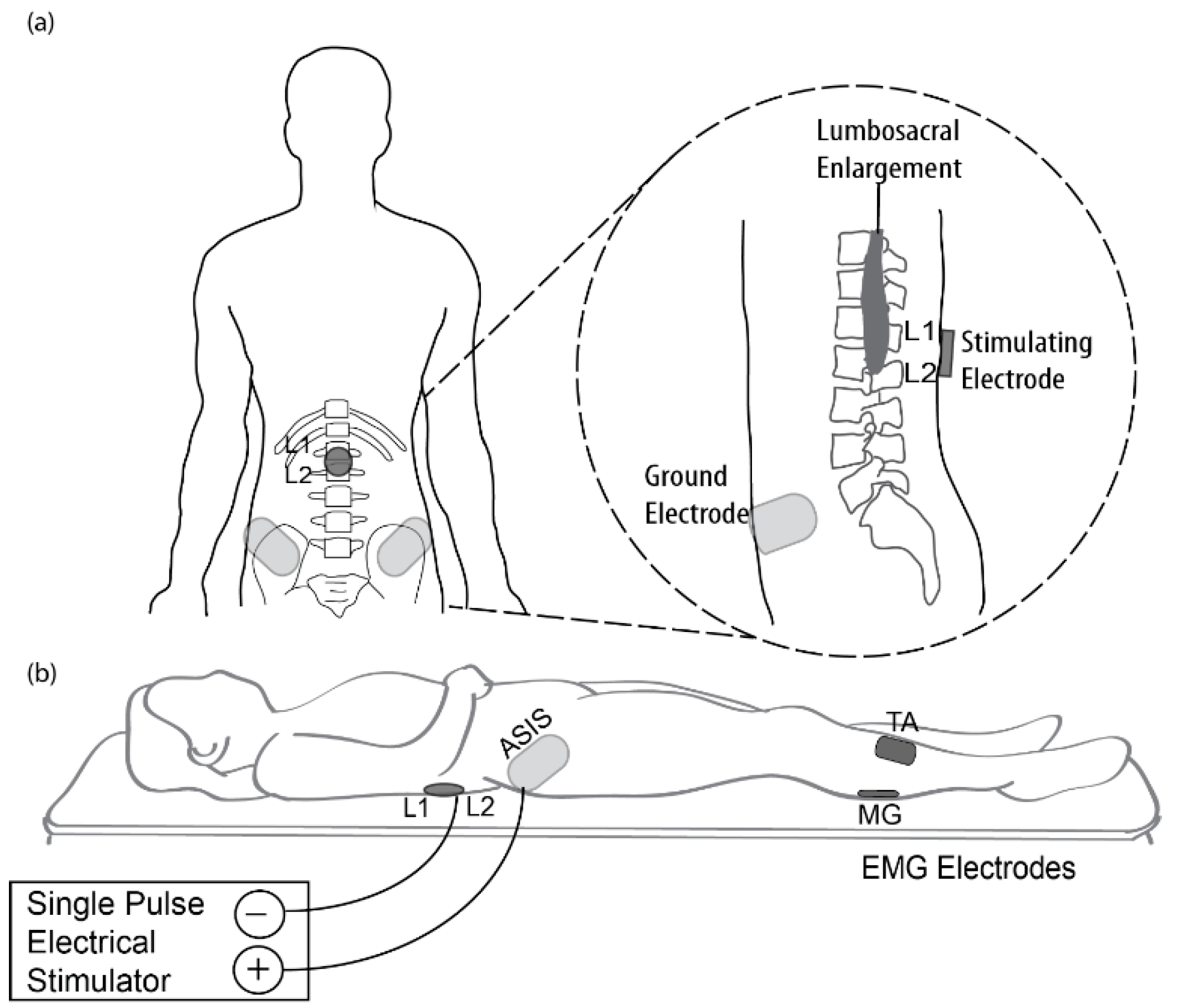 Brainsci 11 00289 g001