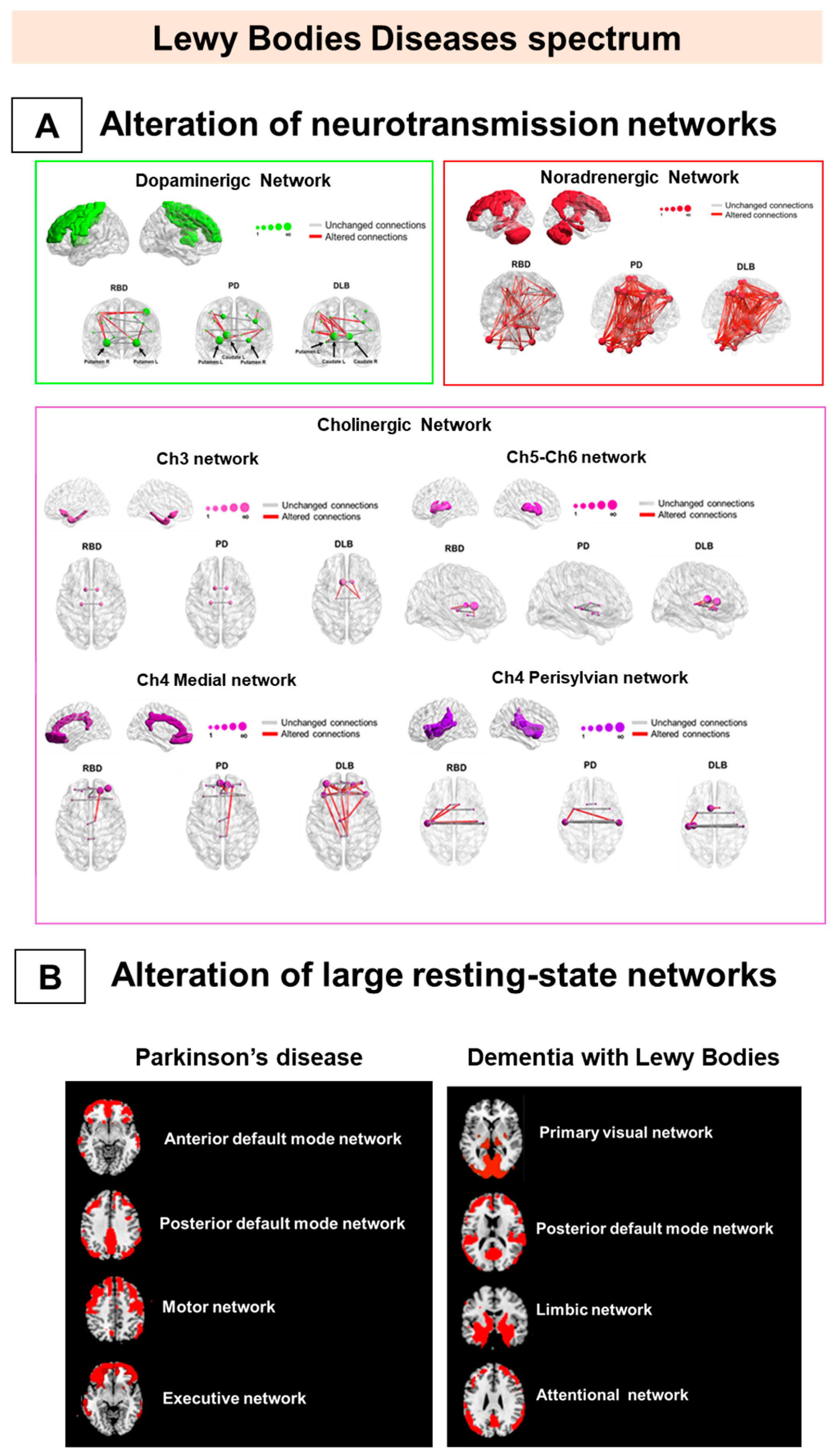 Brain Sciences Free Full Text Brain Molecular Connectivity In Neurodegenerative Conditions Html