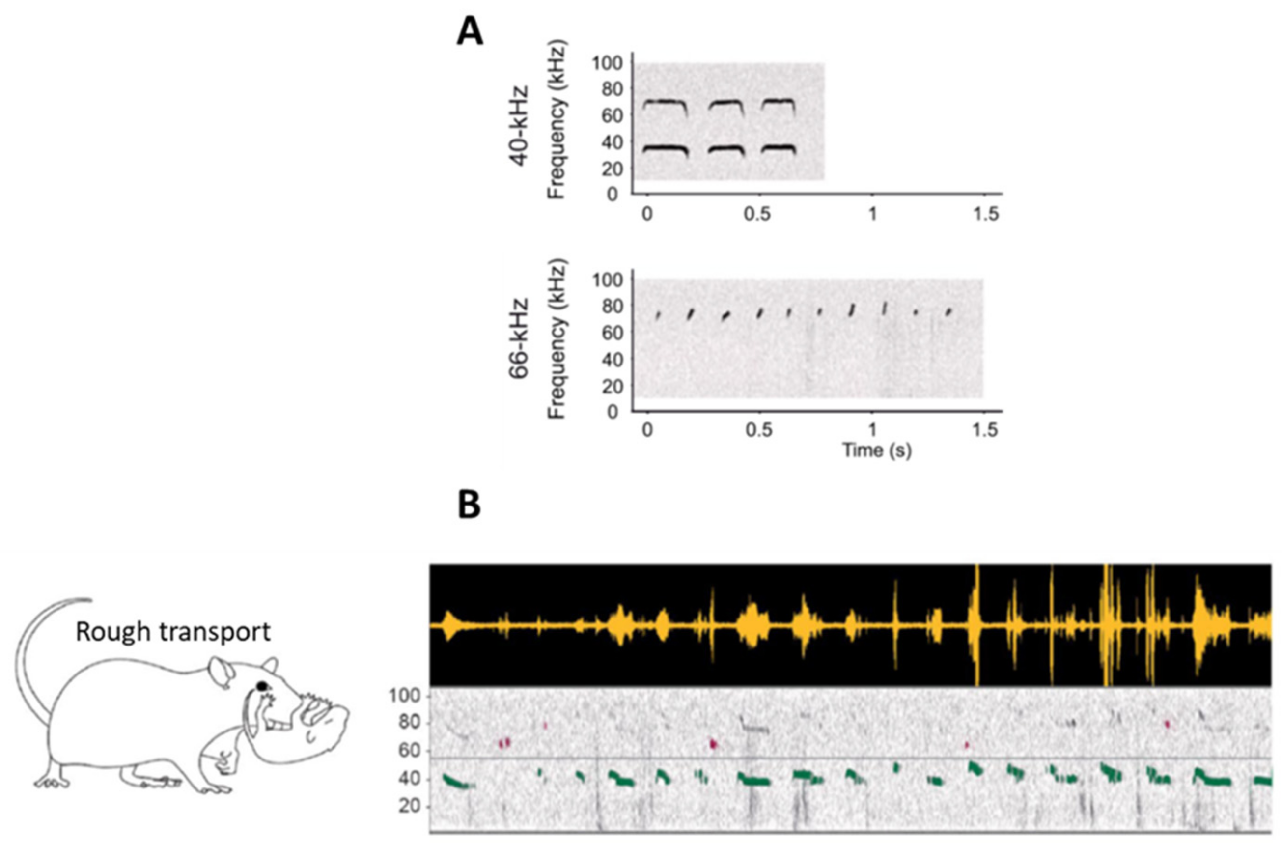 Brain Sciences | Free Full-Text | Ultrasonic Vocalizations Emission across  Development in Rats: Coordination with Respiration and Impact on Brain  Neural Dynamics | HTML