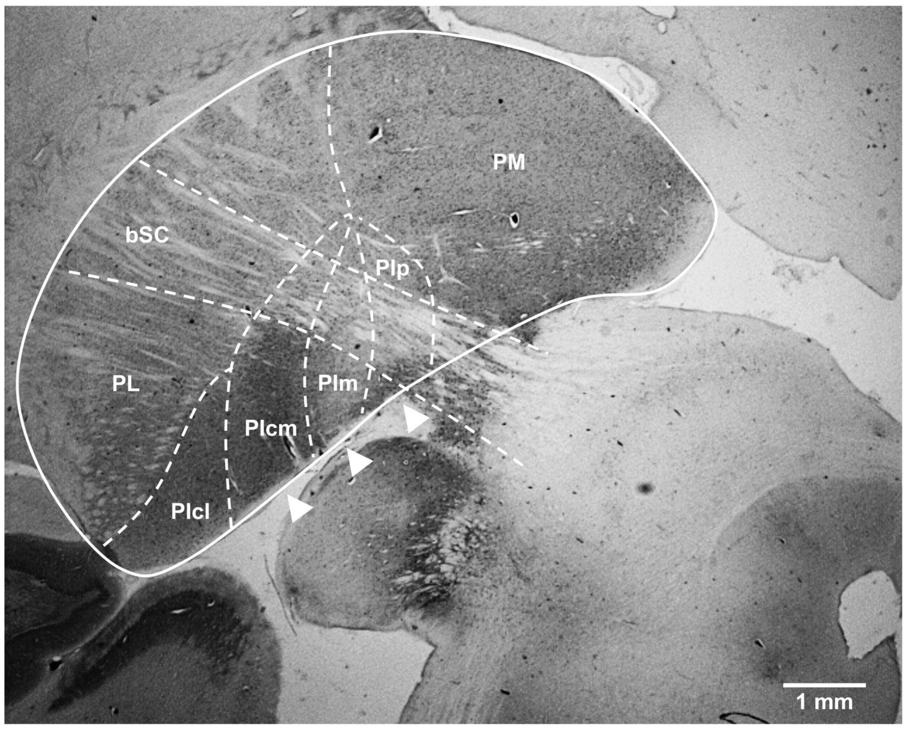 Brainsci 11 00770 g002