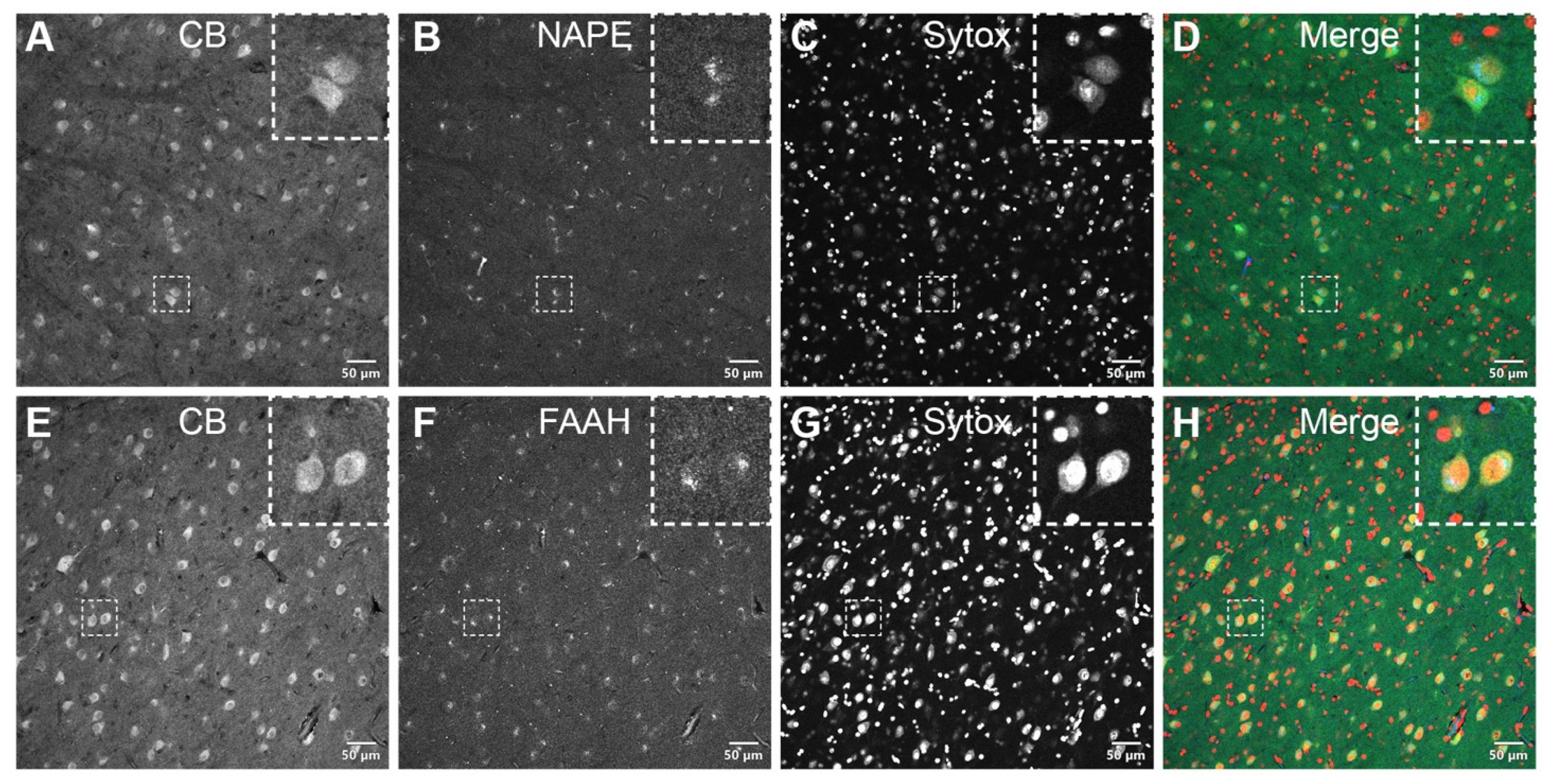 Brainsci 11 00770 g004