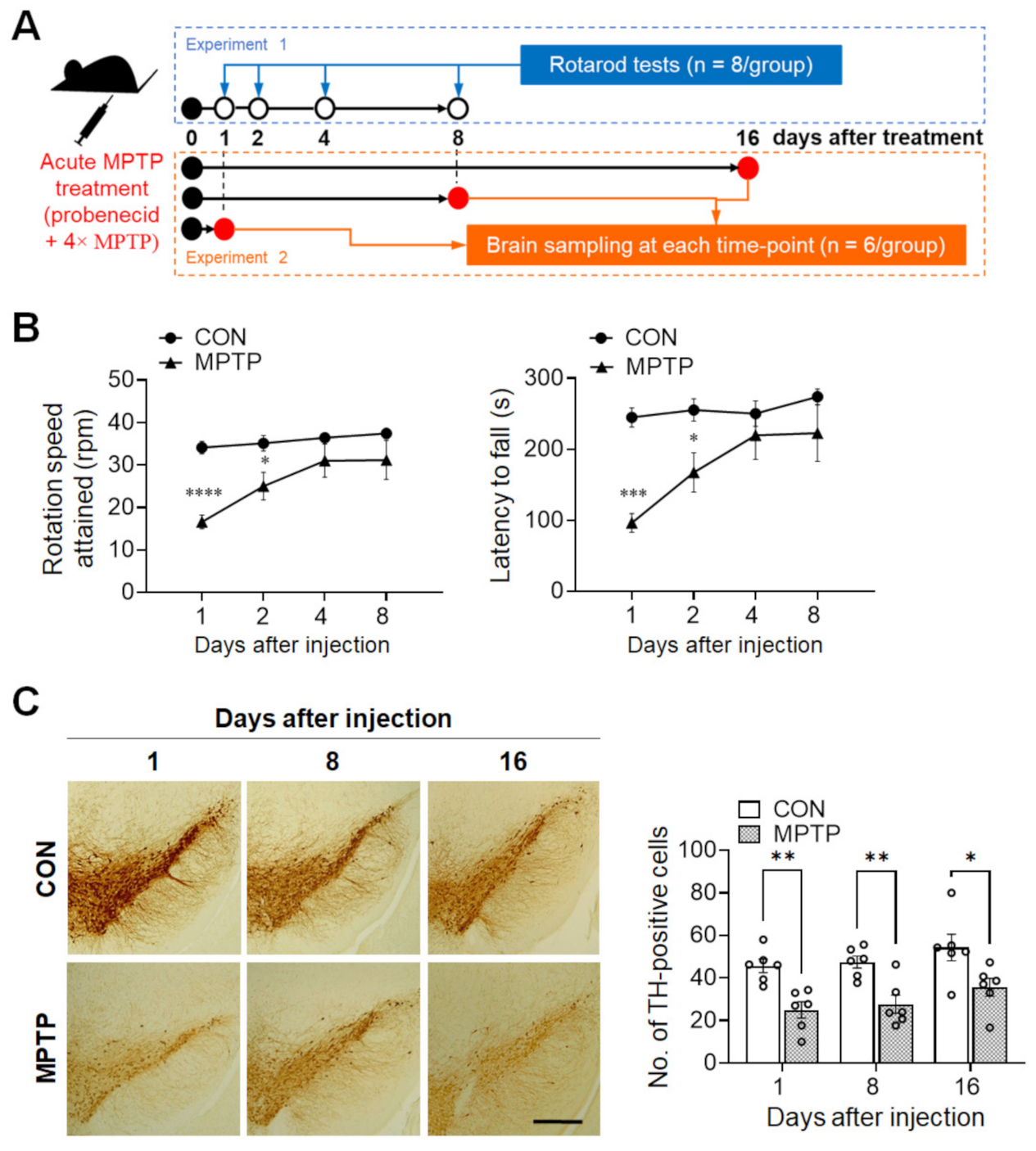 Brainsci 11 00833 g001