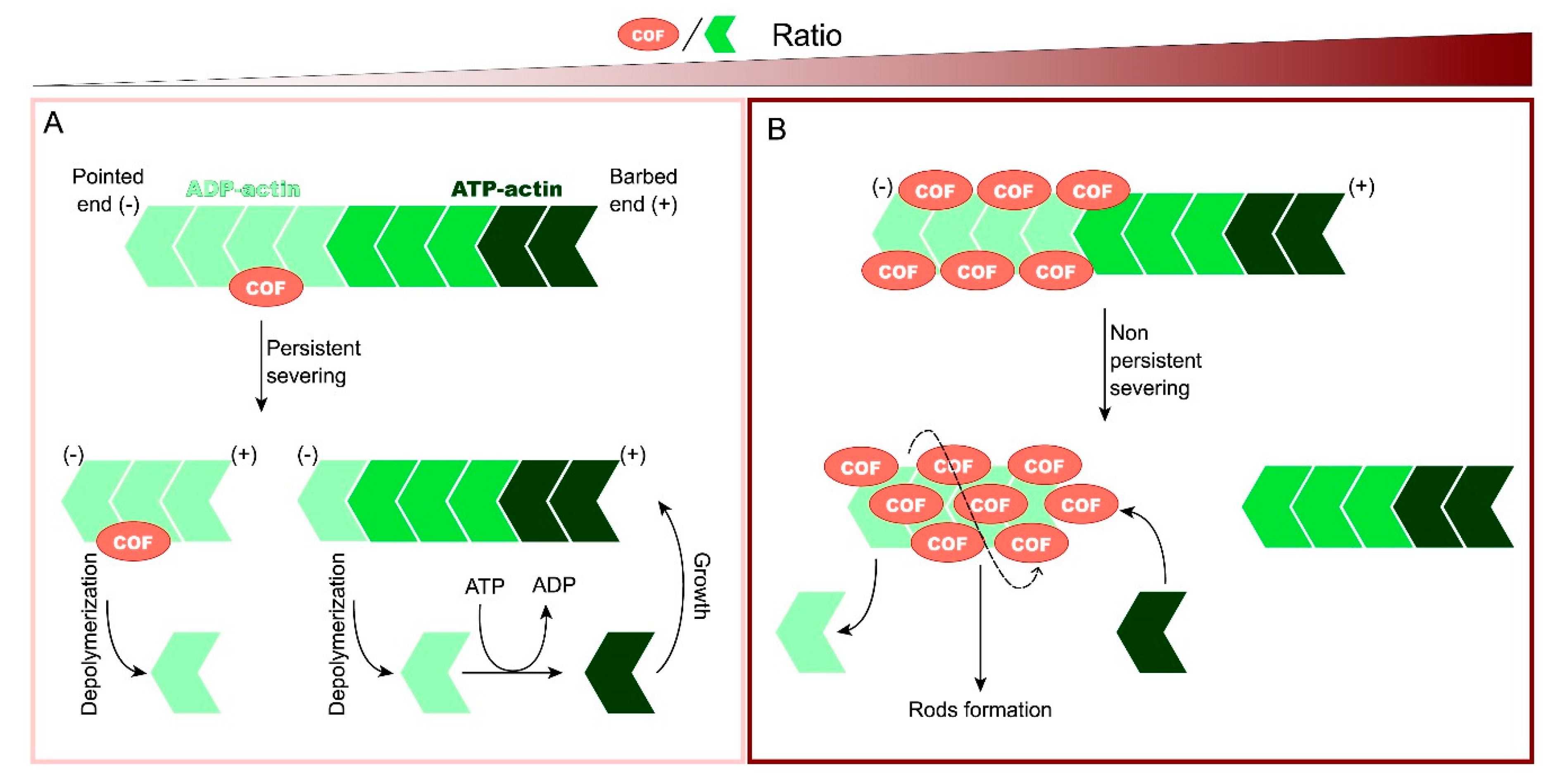 Brainsci 11 00954 g001