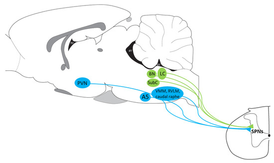 Peptidergic and functional delineation of the Edinger-Westphal nucleus -  ScienceDirect