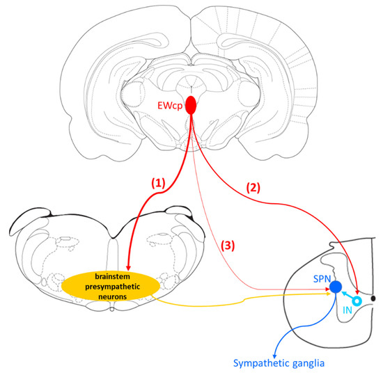 Peptidergic and functional delineation of the Edinger-Westphal nucleus -  ScienceDirect