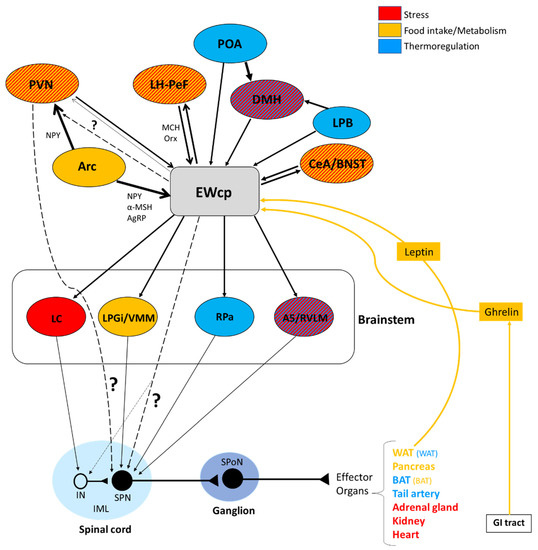 Peptidergic and functional delineation of the Edinger-Westphal nucleus -  ScienceDirect