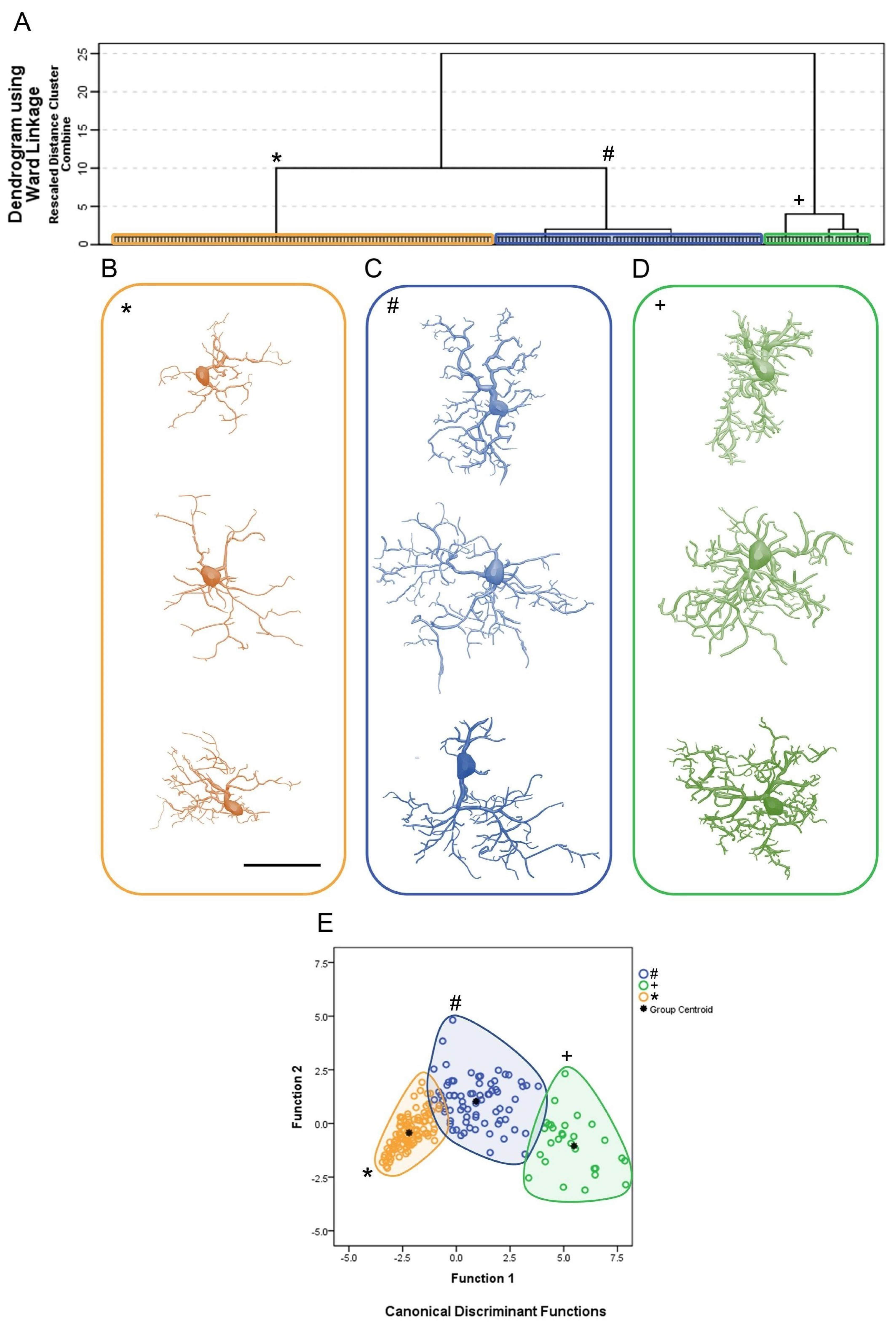 Brainsci 11 01009 g002