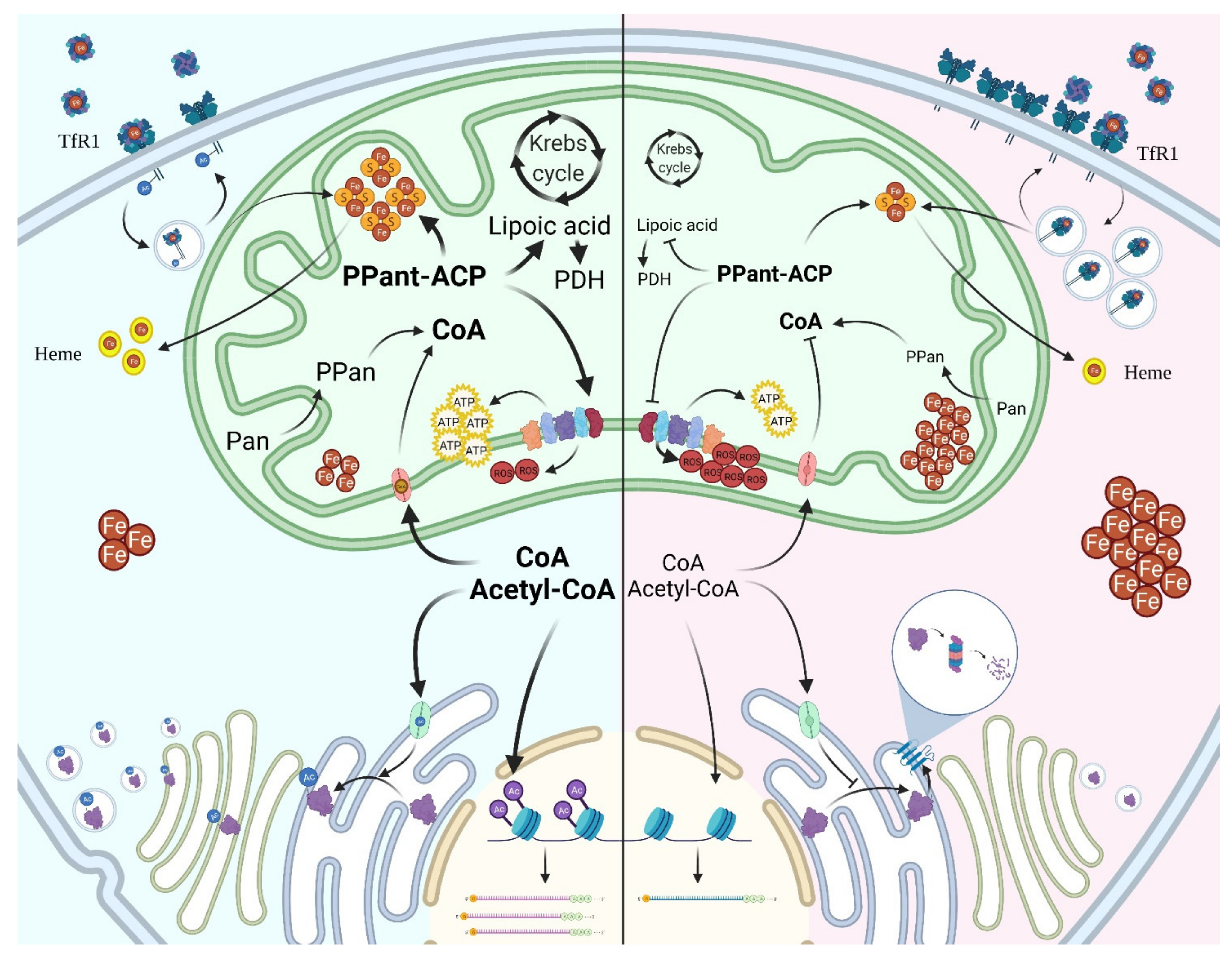 Brainsci 11 01031 g002 Brainsci 11 01031 g002