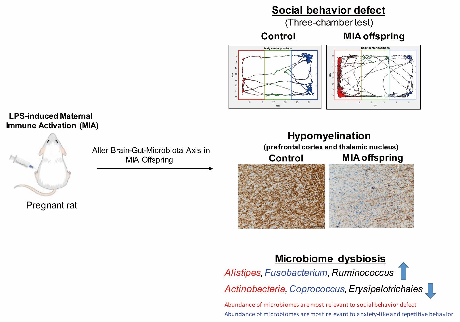 Brain Sciences Free Full Text Maternal Immune Activation Causes Social Behavior Deficits And 0380