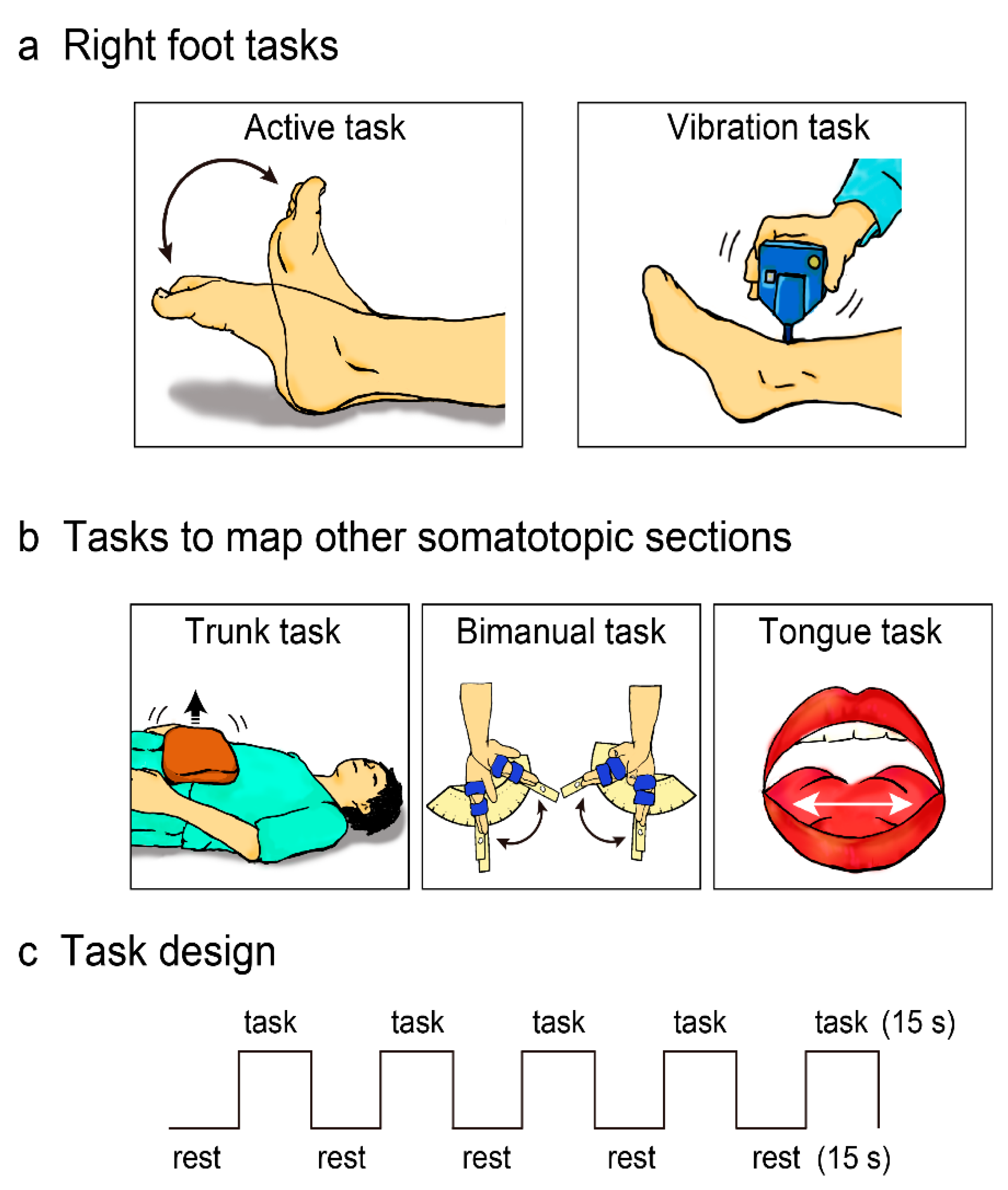 Frontiers  Somatotopic Mapping of the Fingers in the