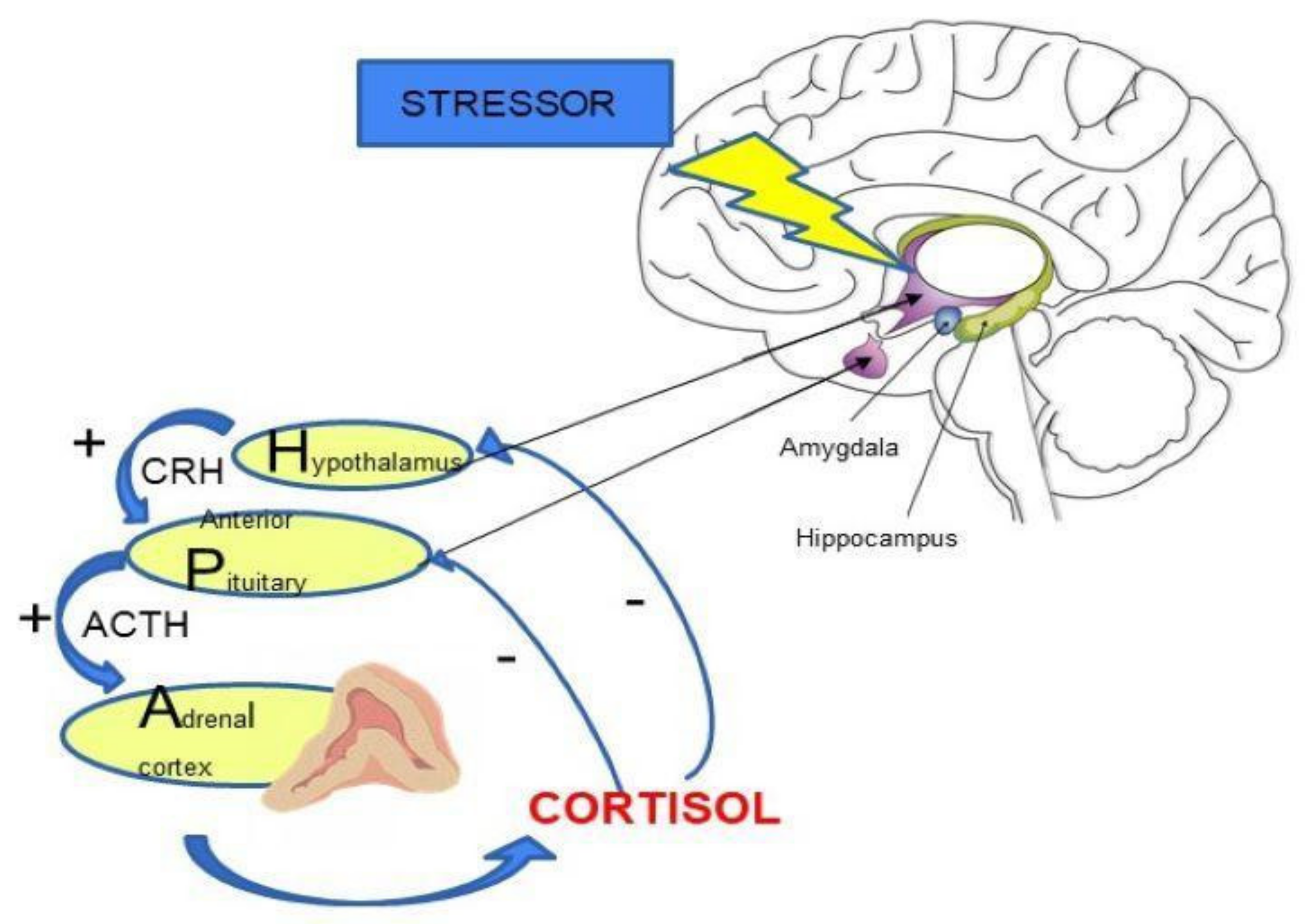 Brain Sciences | Free Full-Text | HPA Axis in the Pathomechanism of  Depression and Schizophrenia: New Therapeutic Strategies Based on Its  Participation | HTML