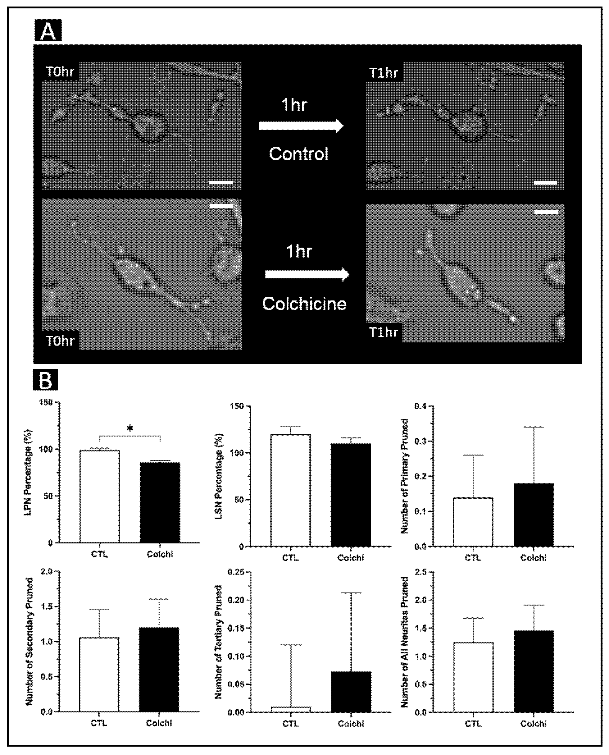Brainsci 11 01372 g002