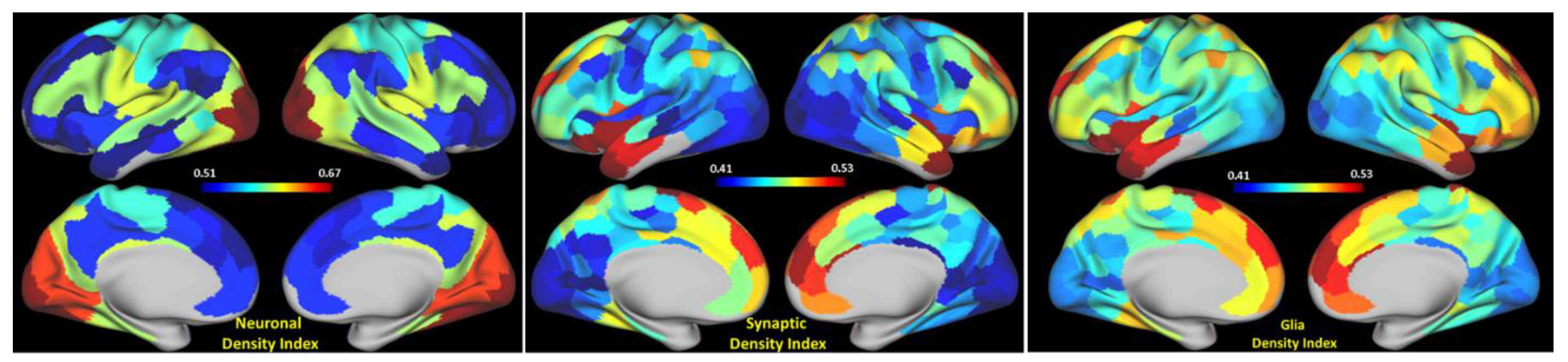 Brainsci 11 01565 g002