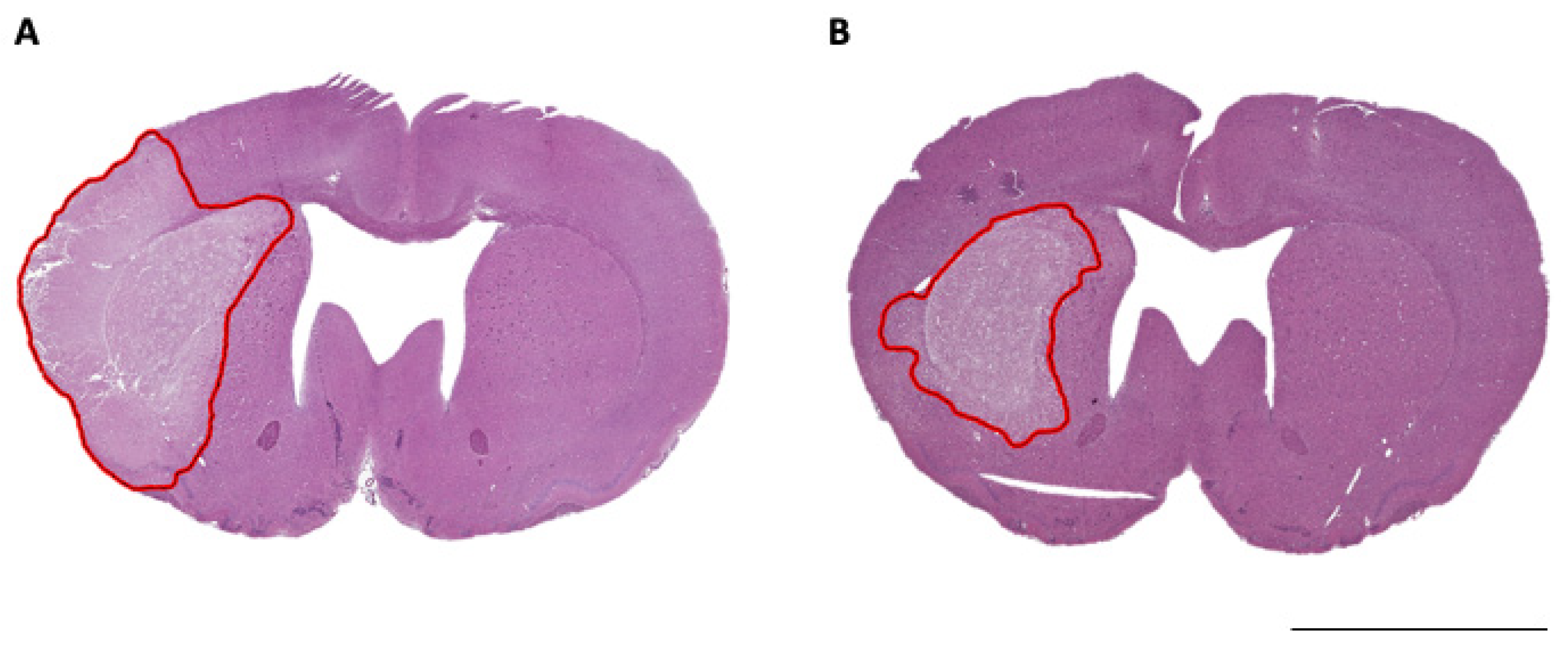 Brainsci 11 01589 g003
