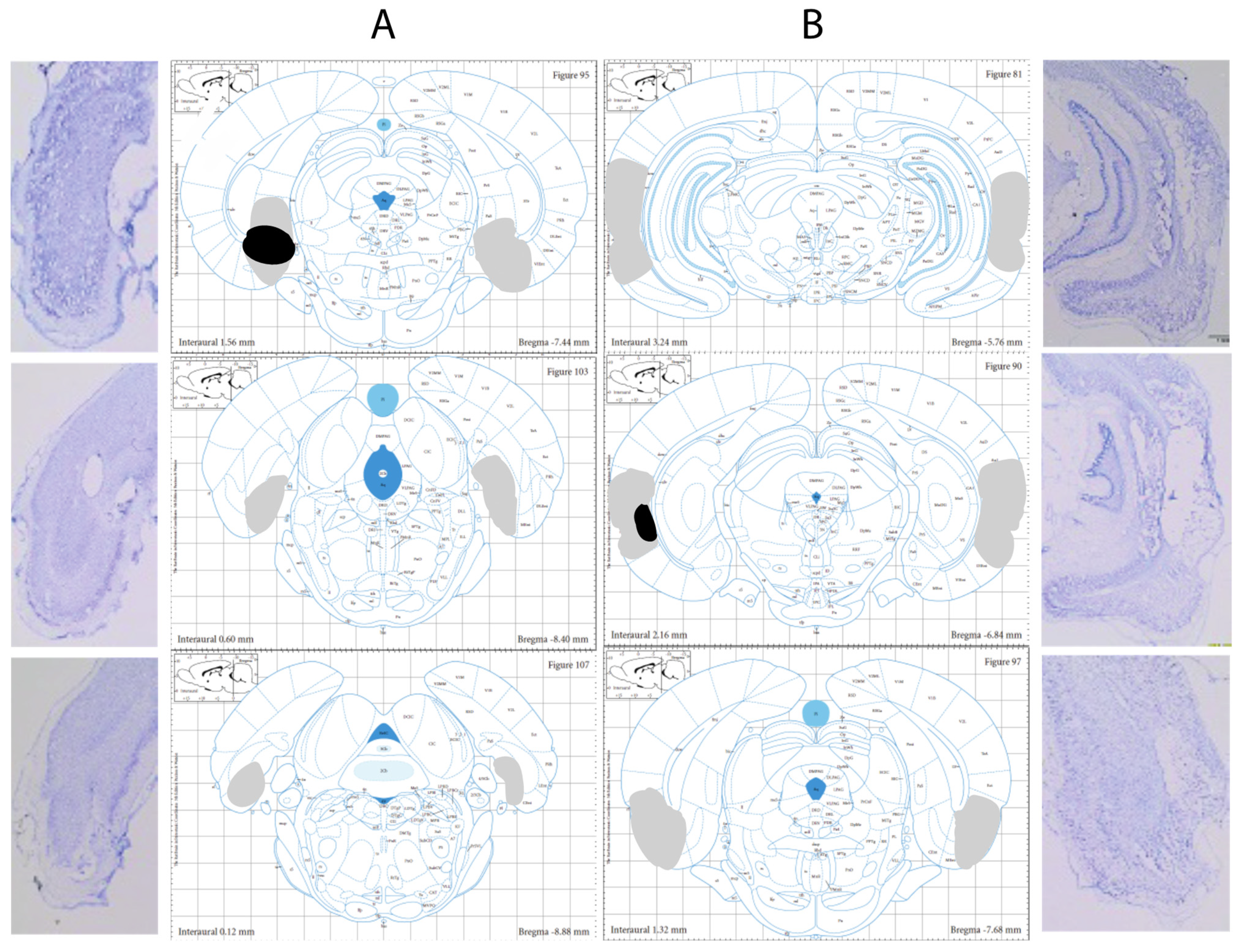 Brainsci 12 00034 g002