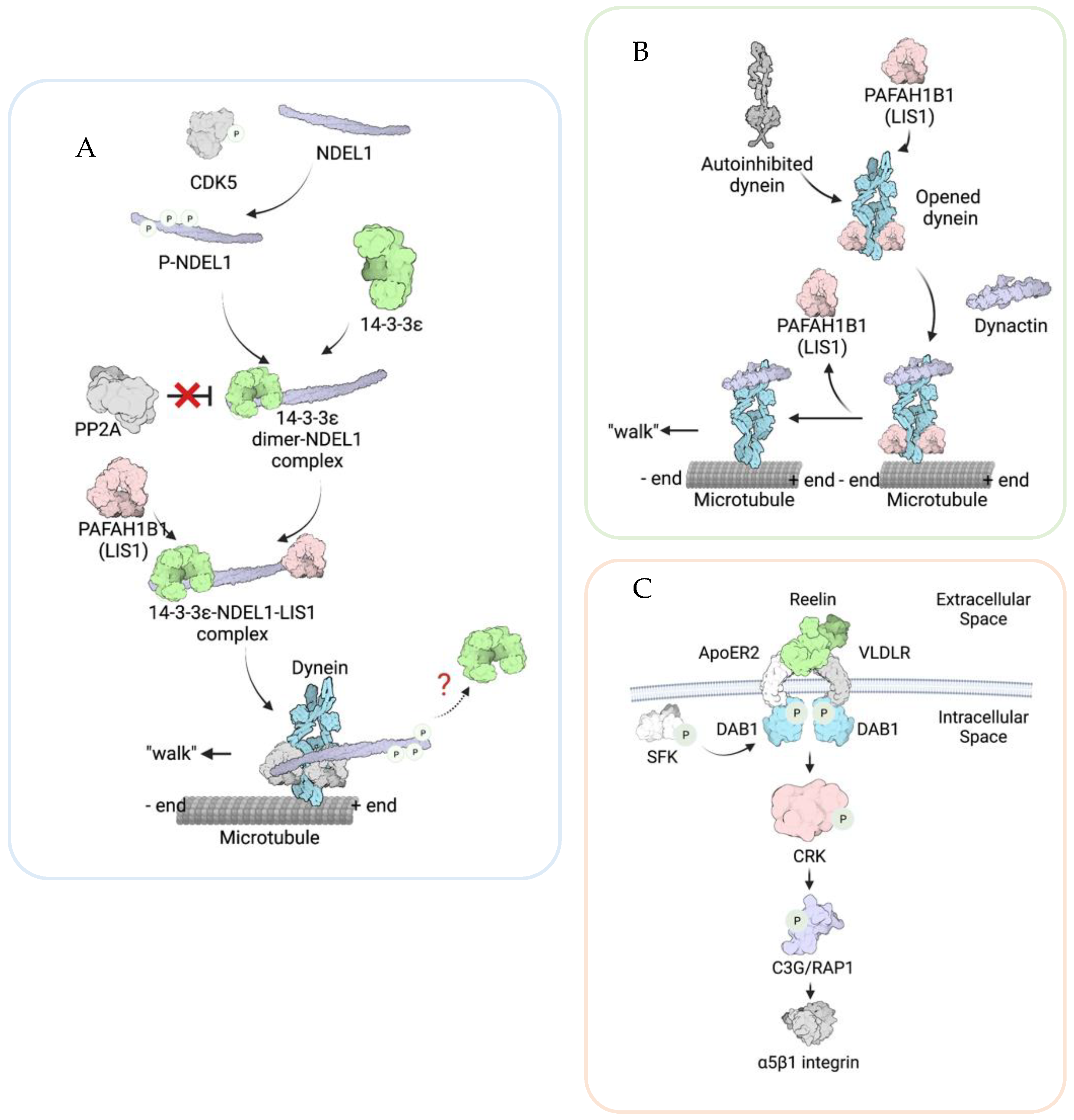 Brainsci 12 00056 g002 Brainsci 12 00056 g002