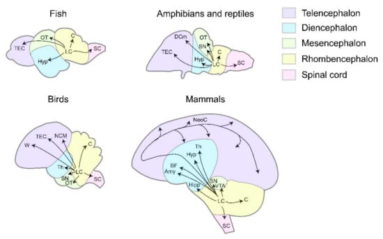 fish brain diagram