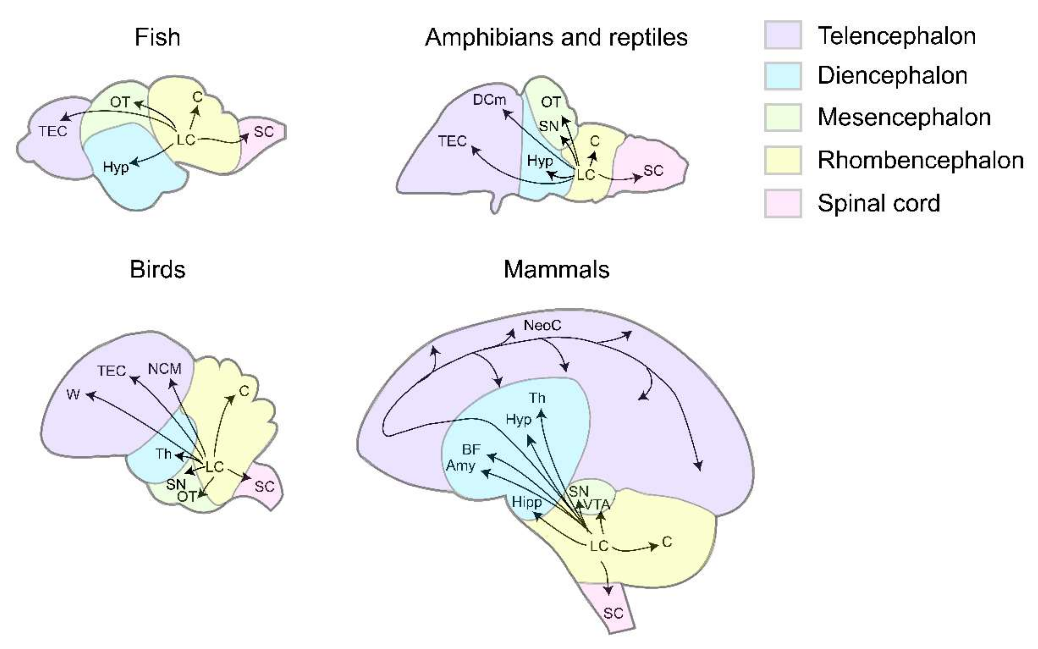 Brain Sciences | Free Full-Text | Locus Coeruleus in Non-Mammalian  Vertebrates