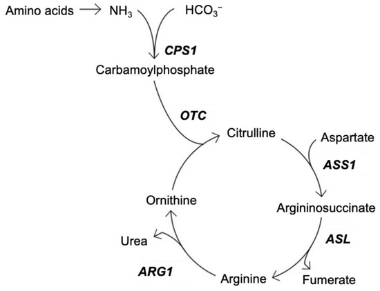 ornithine transcarbamylase deficiency