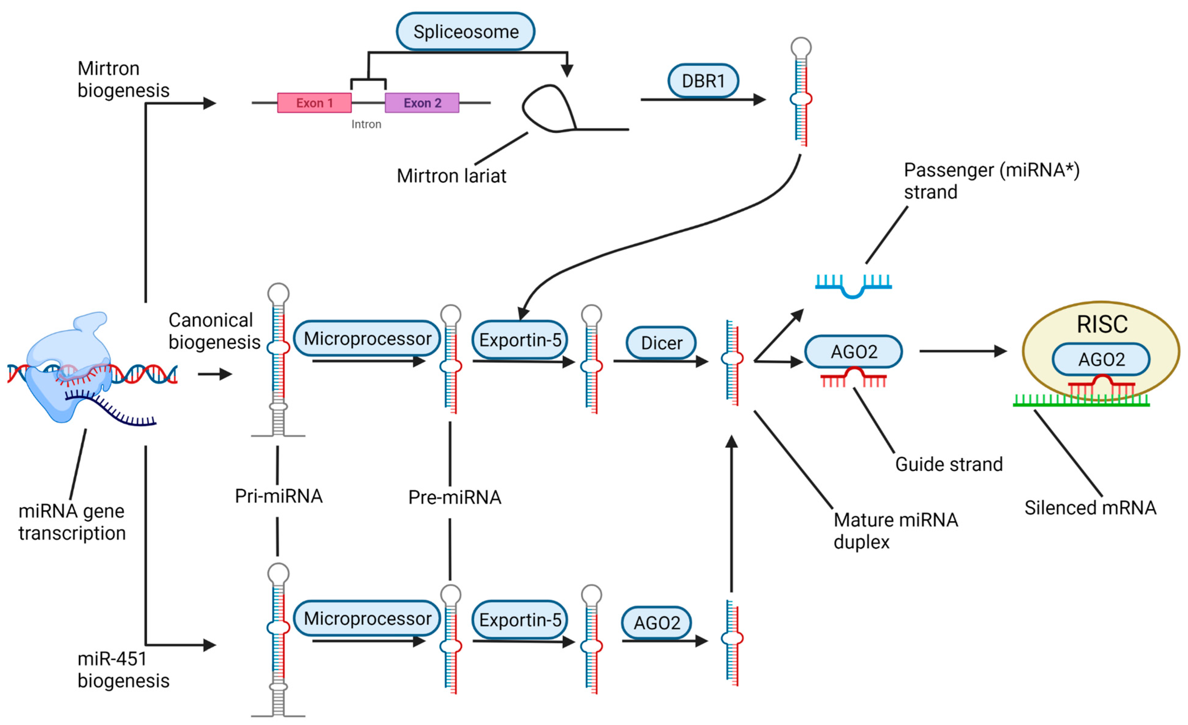 Brainsci 12 00247 g003