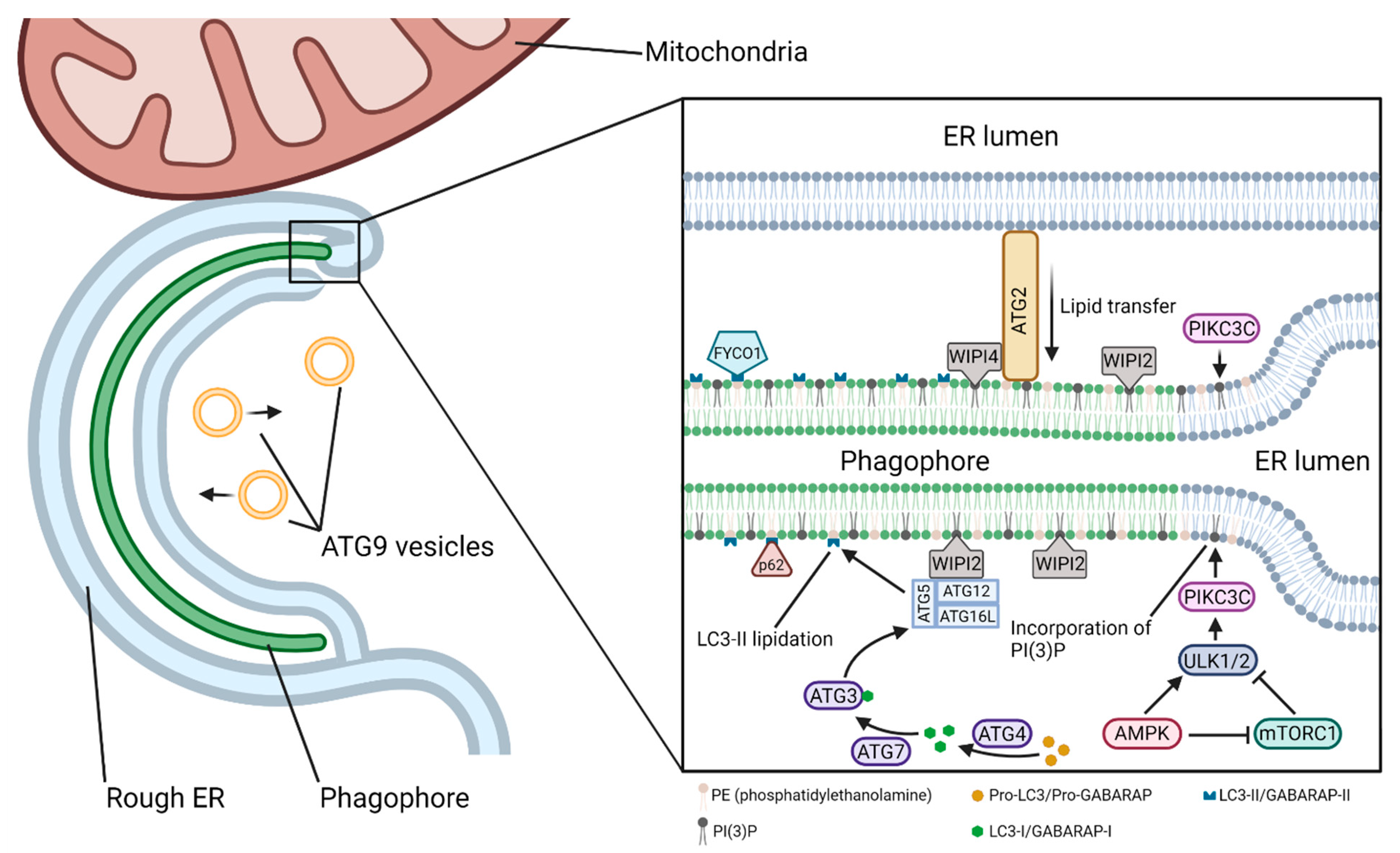 Brainsci 12 00247 g005