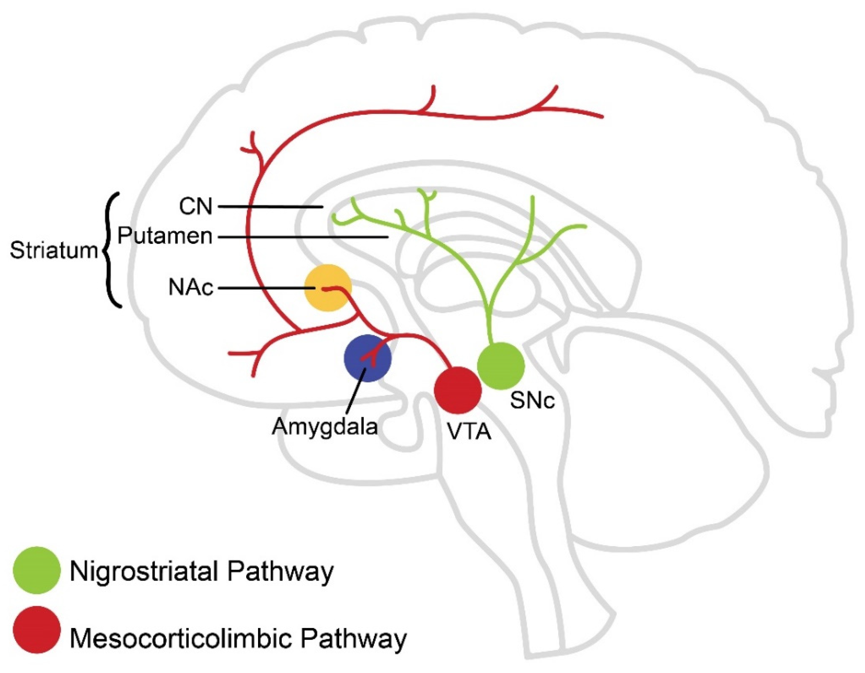 dopamine pathways in the brain