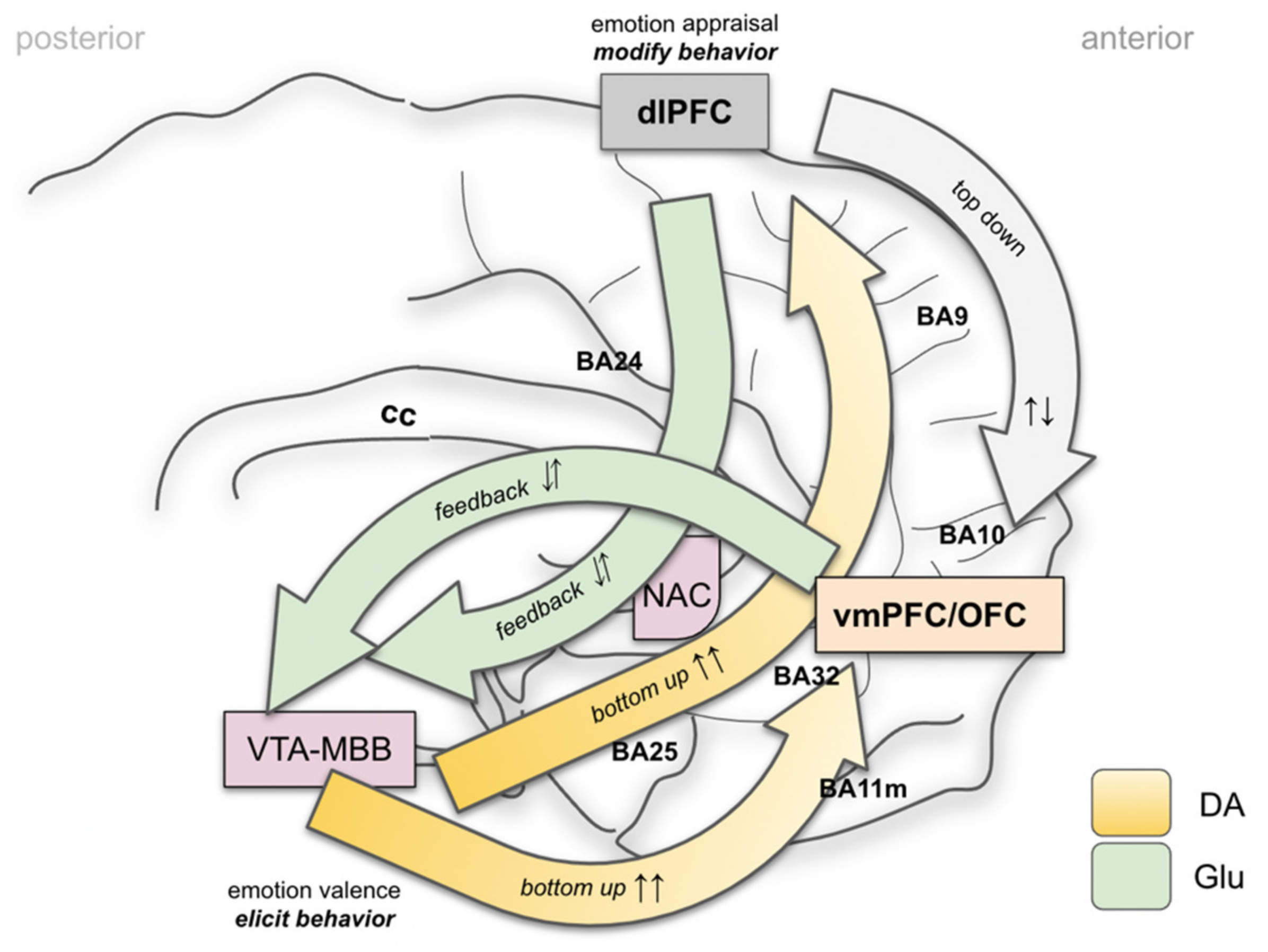 Brainsci 12 00438 g005 Brainsci 12 00438 g005