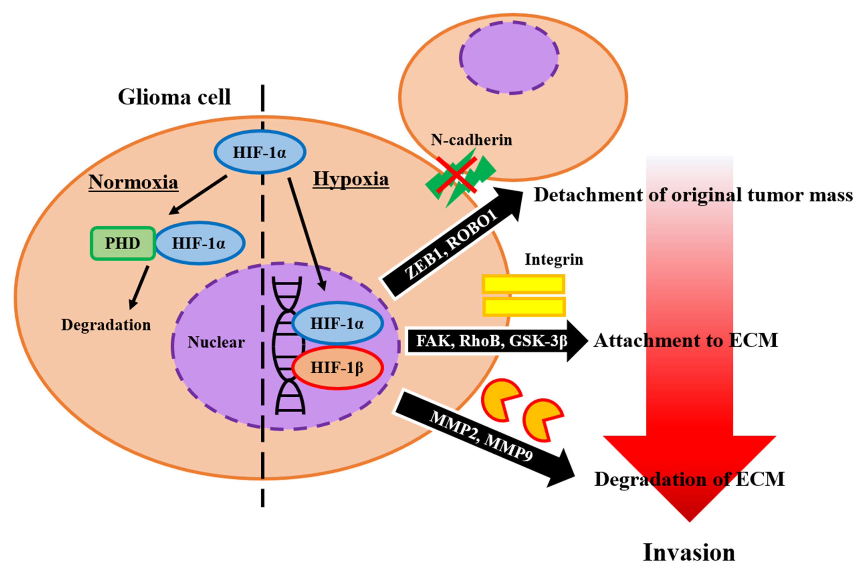 Brainsci 12 00505 g001 Brainsci 12 00505 g001