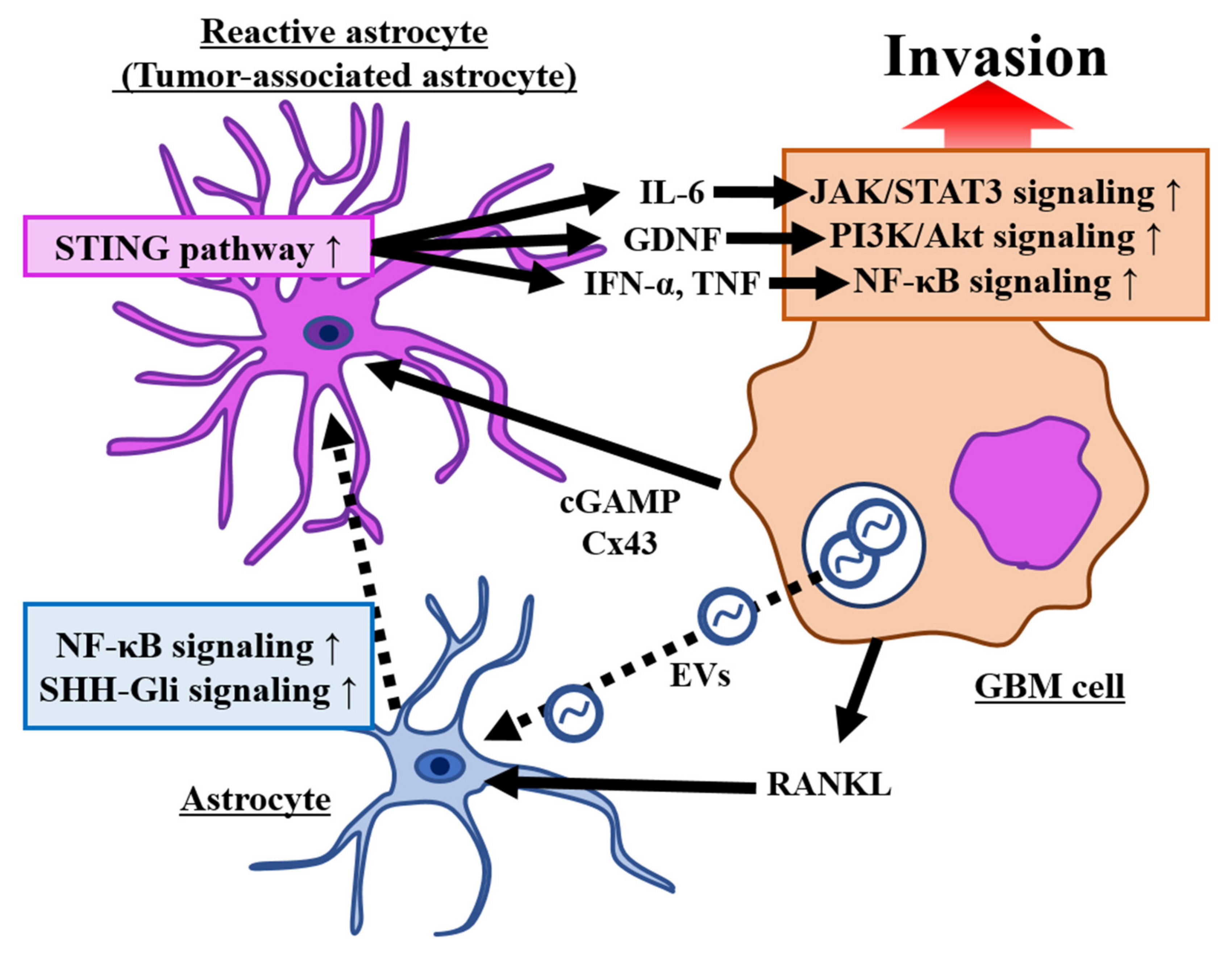 Brainsci 12 00505 g003 Brainsci 12 00505 g003