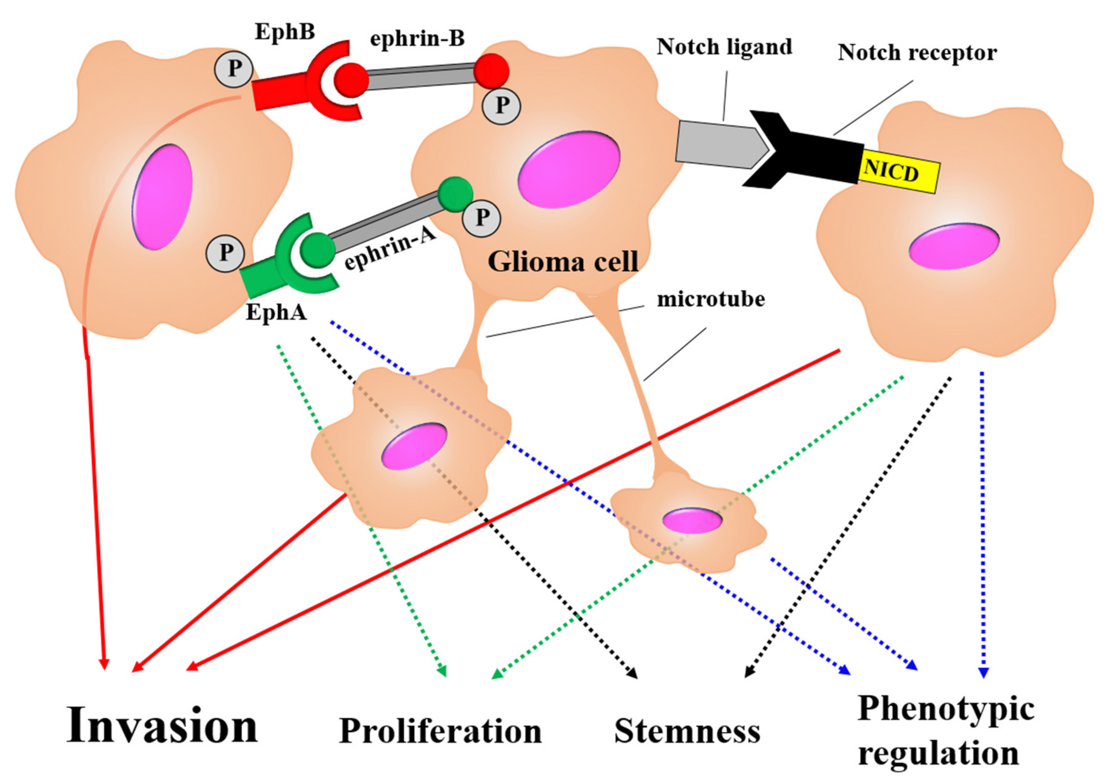 Brainsci 12 00505 g005 Brainsci 12 00505 g005