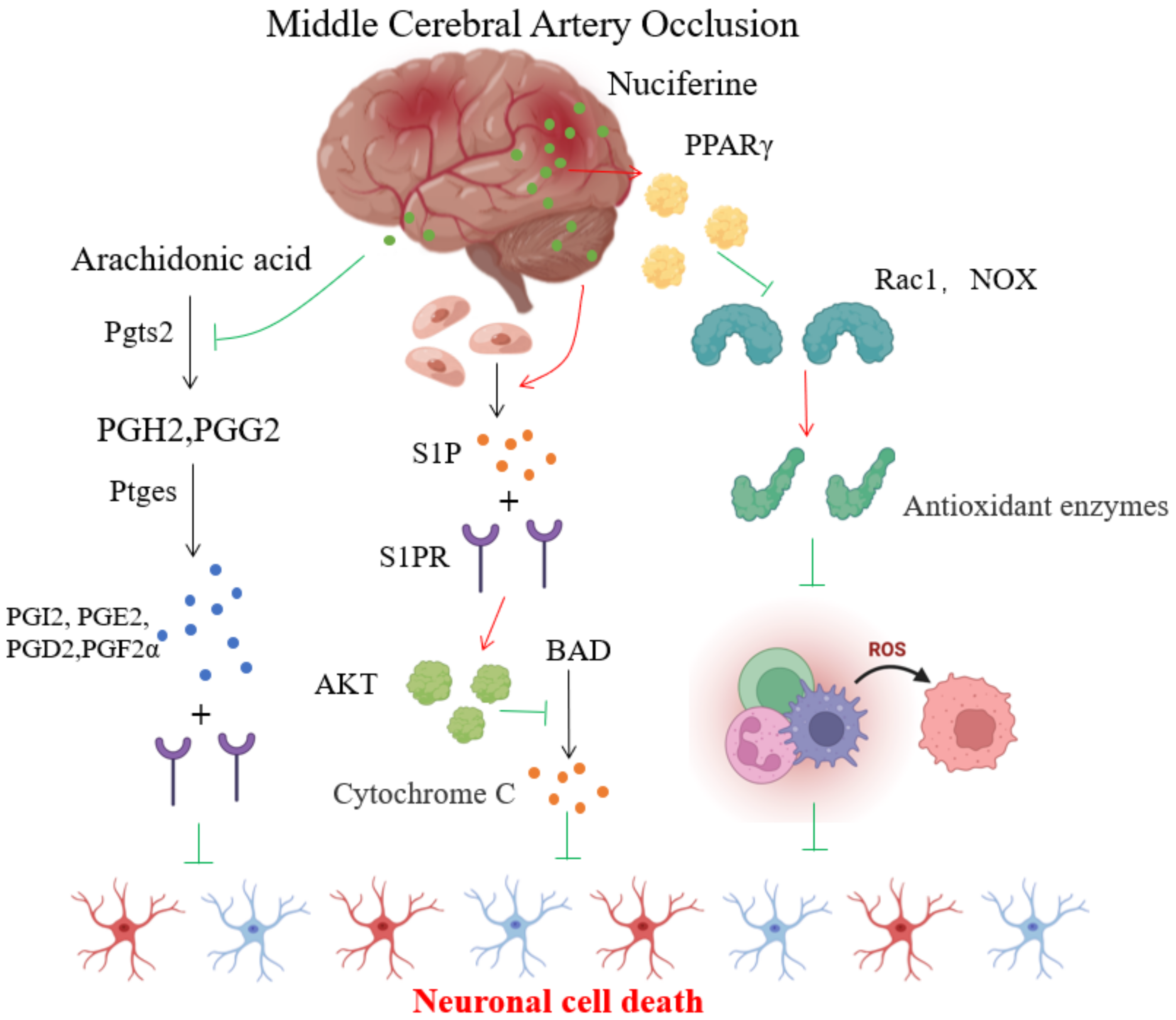 Brainsci 12 00572 g005