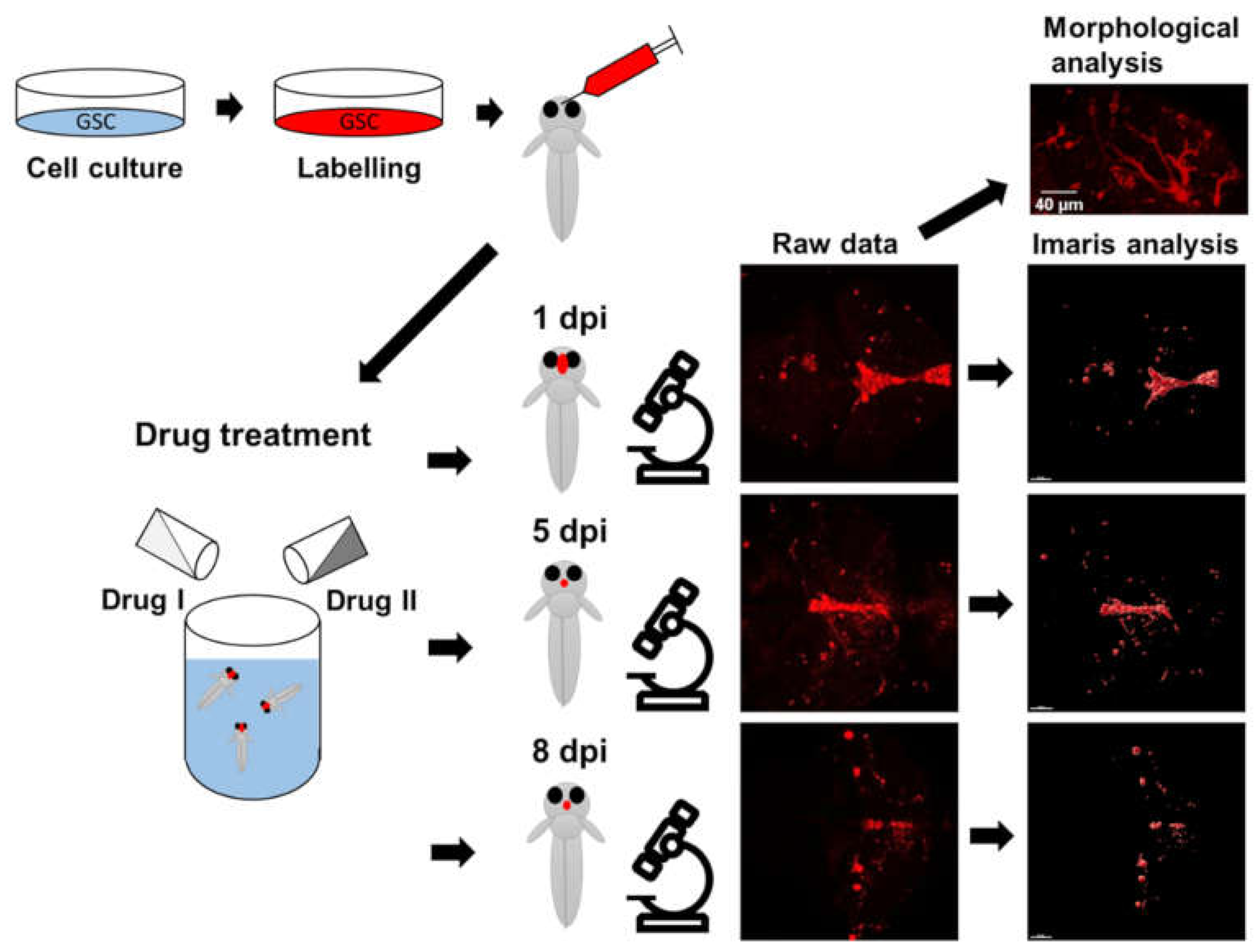 Brainsci 12 00625 g001 Brainsci 12 00625 g001