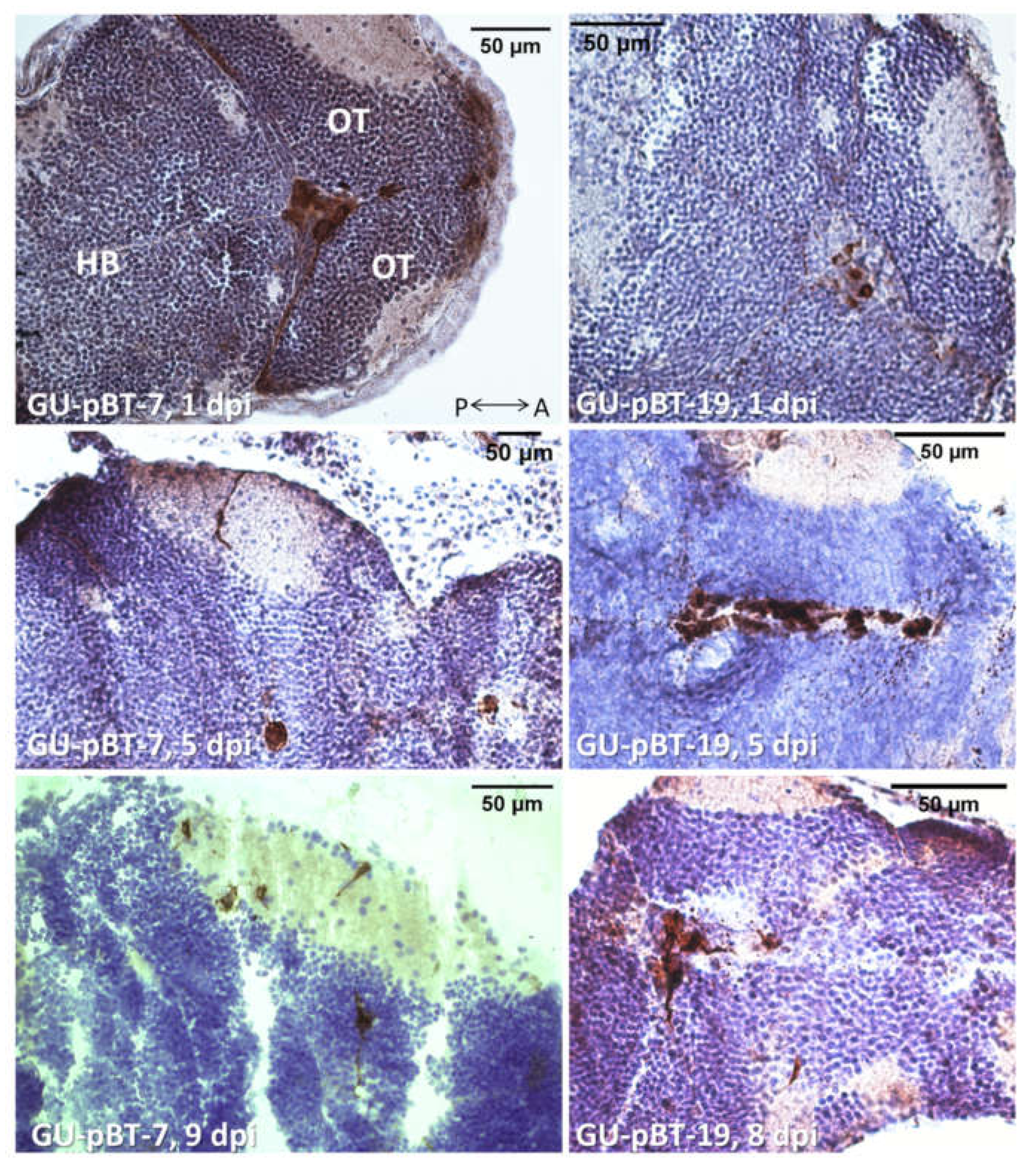 Brainsci 12 00625 g005 Brainsci 12 00625 g005