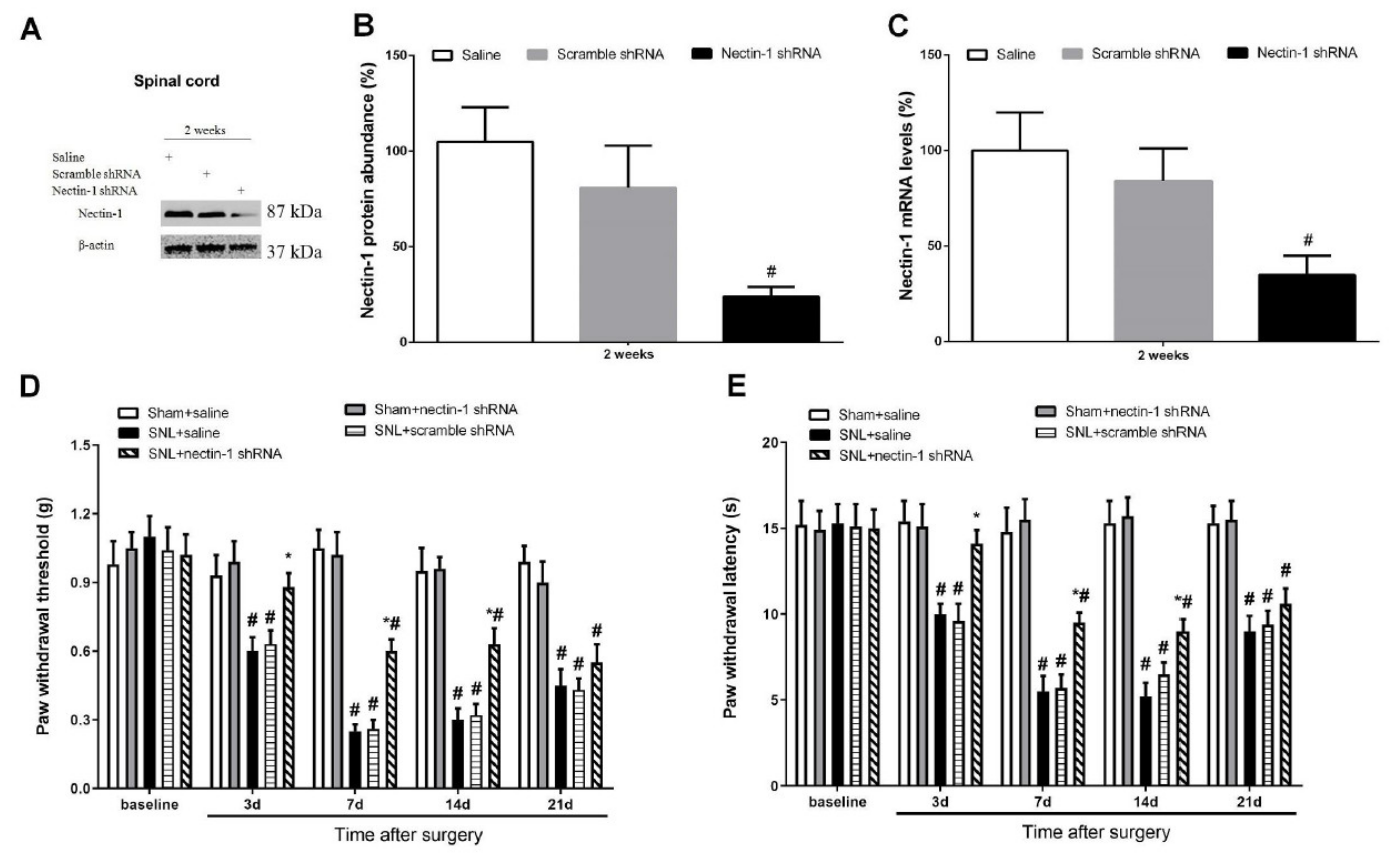 Brainsci 12 00648 g006 Brainsci 12 00648 g006